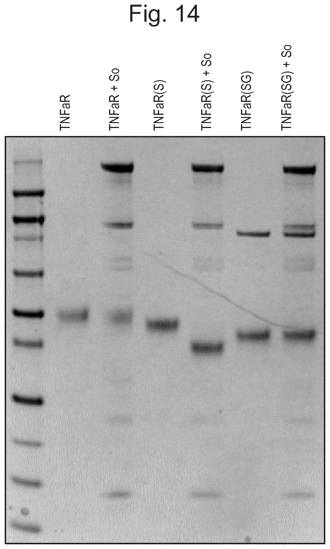 Patent US12448614 Figure 12 – Enzymes for glycan analysis