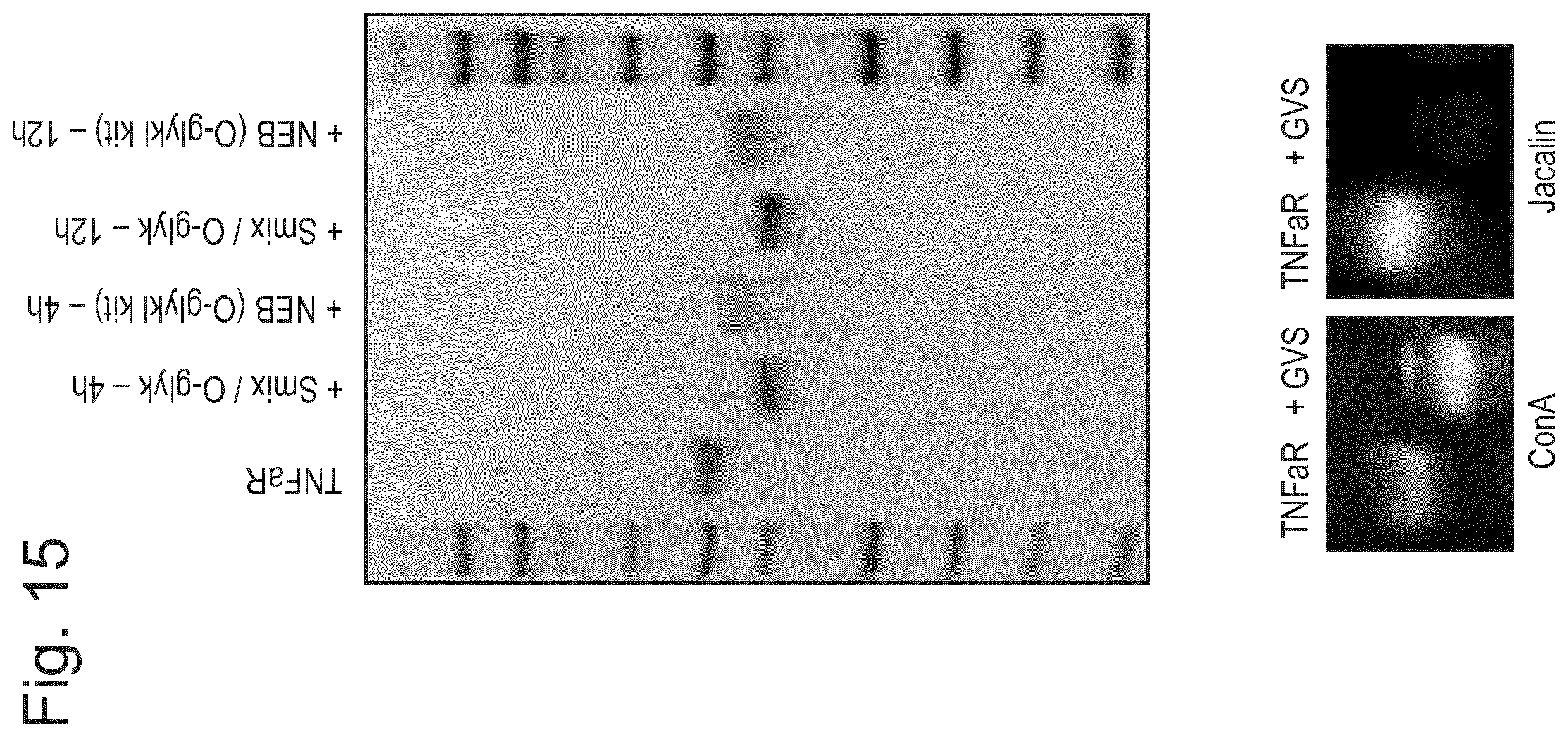 Patent US12448614 Figure 13 – Enzymes for glycan analysis