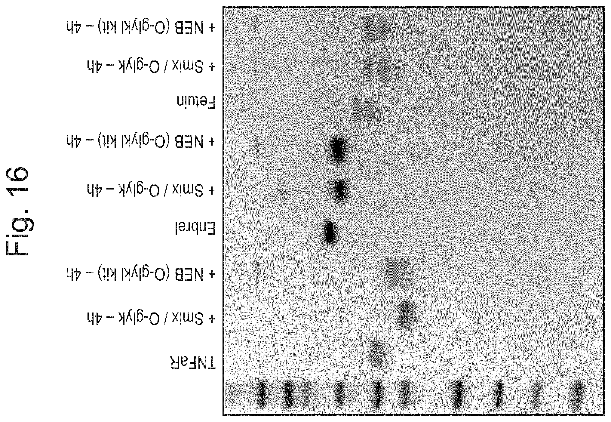 Patent US12448614 Figure 14 – Enzymes for glycan analysis