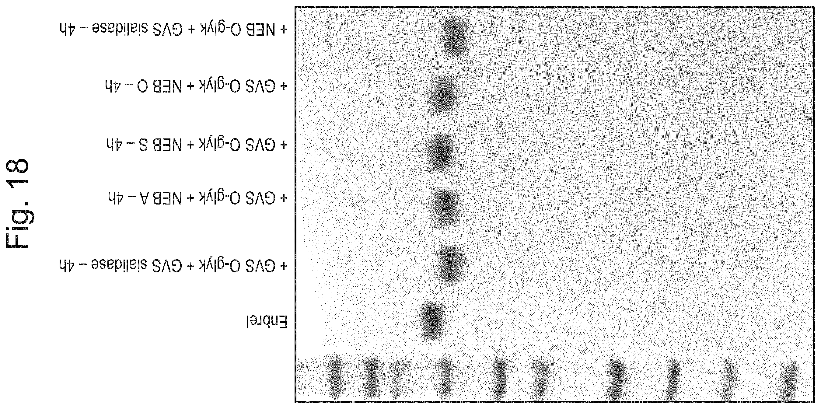 Patent US12448614 Figure 16 – Enzymes for glycan analysis