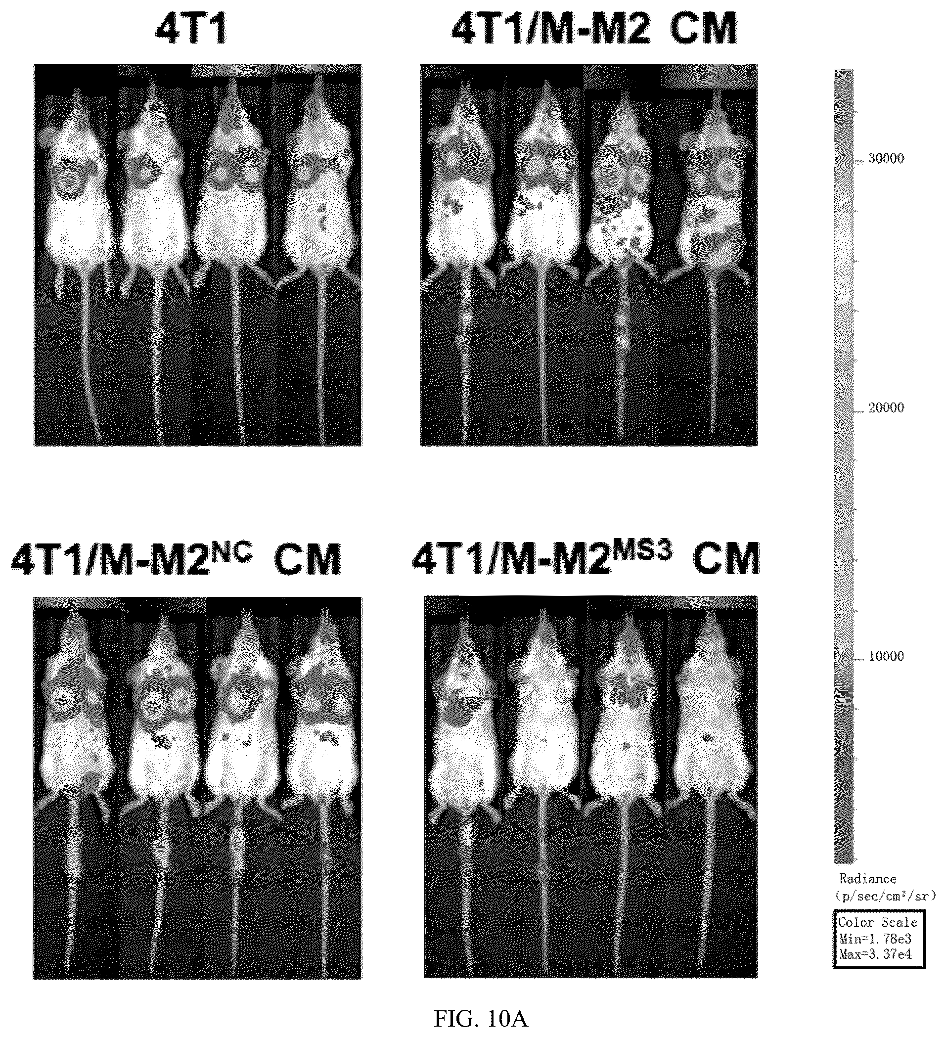 Patent US12448623 Figure 9 – siRNA specifically binding to M2 macrophage CD206 and application thereof