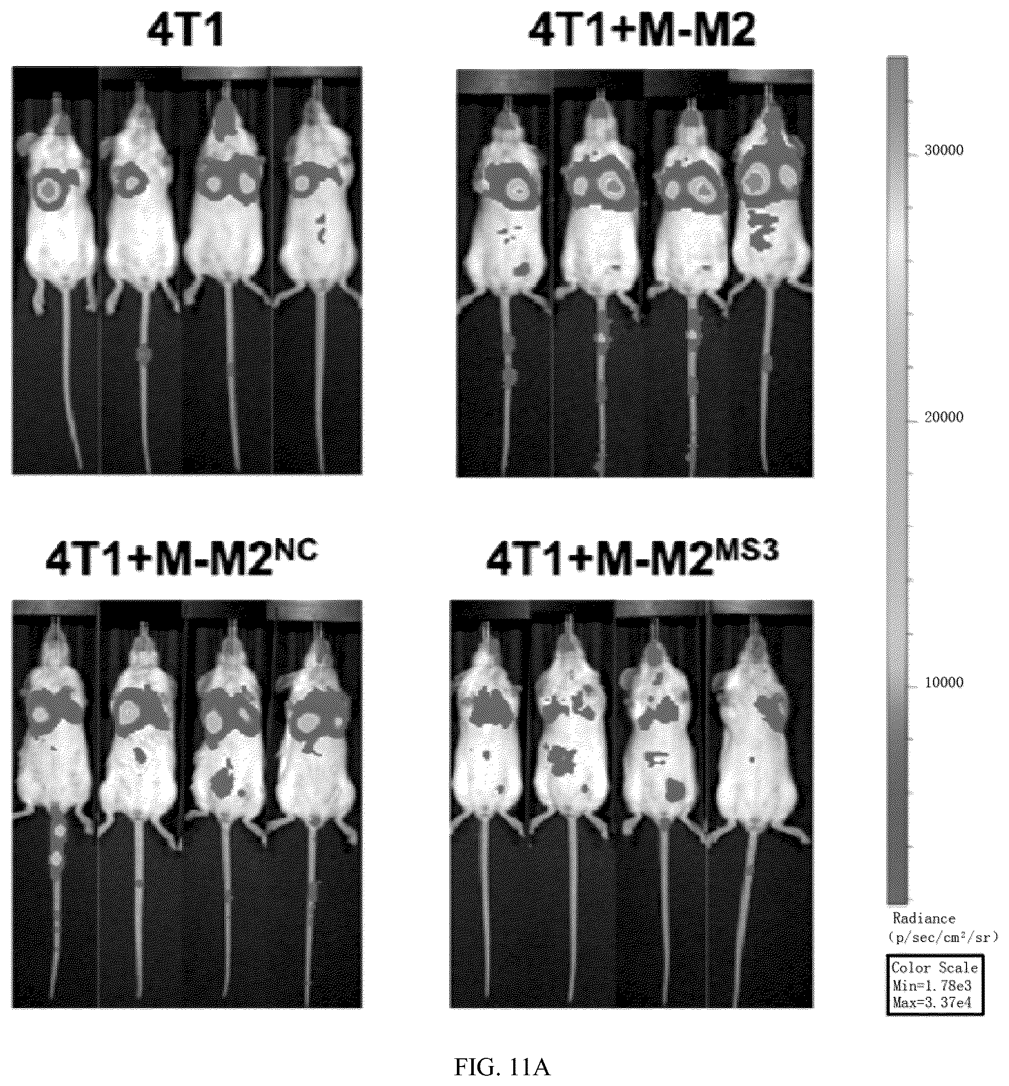 Patent US12448623 Figure 11 – siRNA specifically binding to M2 macrophage CD206 and application thereof