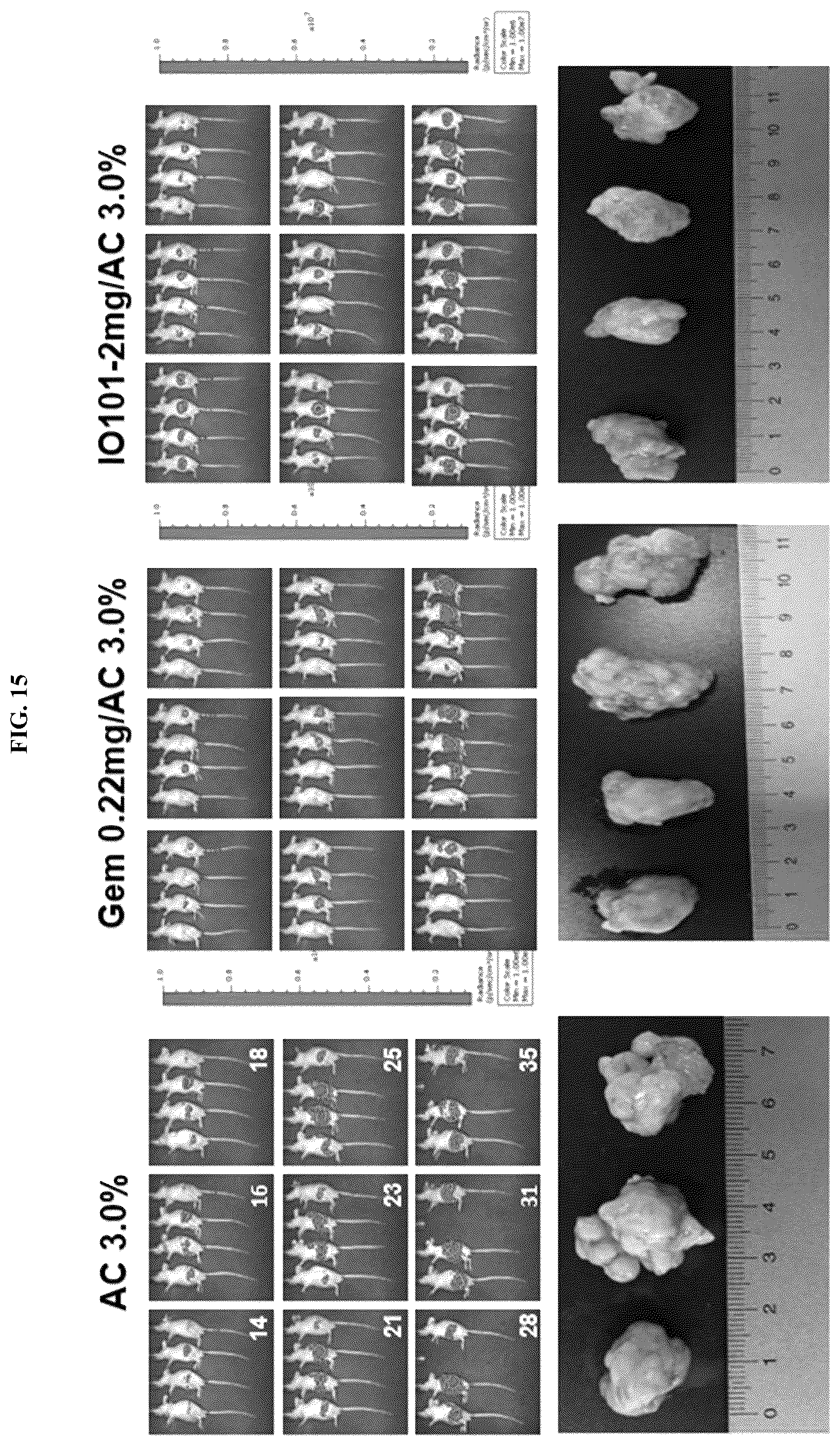 Patent US12448624 Figure 15 – Modified nucleic acid having improved treatment efficacy, and anticancer pharmaceutical composition containing same