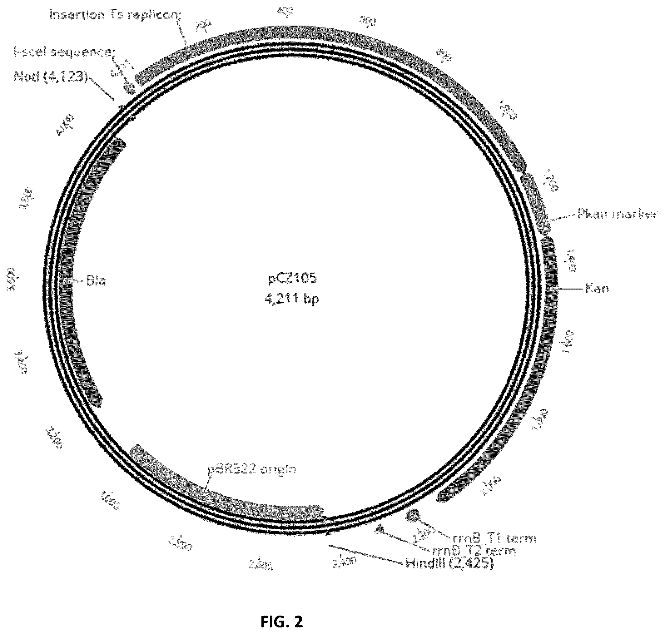 Patent US12448626 Figure 2 – Compositions and methods for increased protein production in Bacillus licheniformis