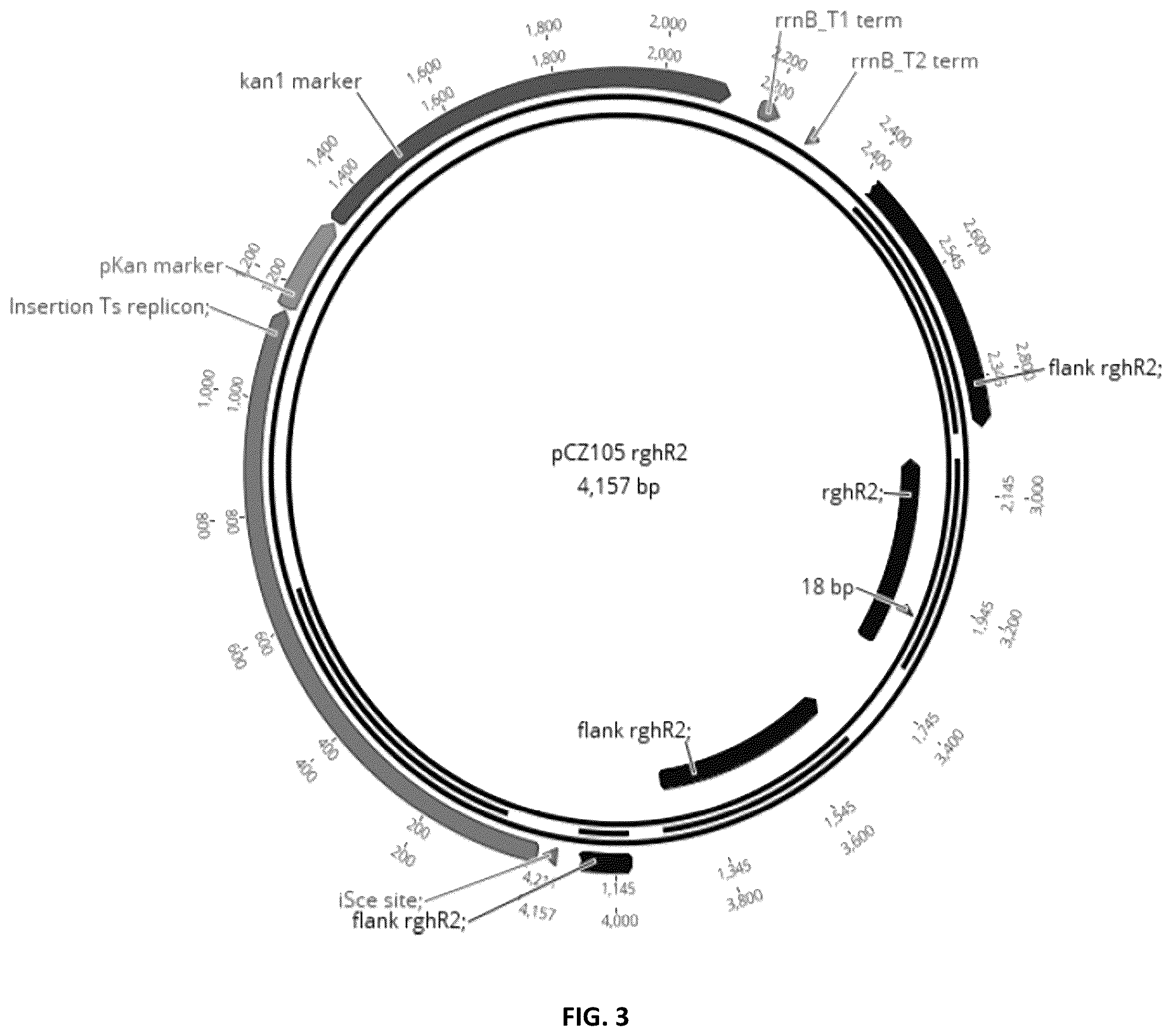Patent US12448626 Figure 3 – Compositions and methods for increased protein production in Bacillus licheniformis
