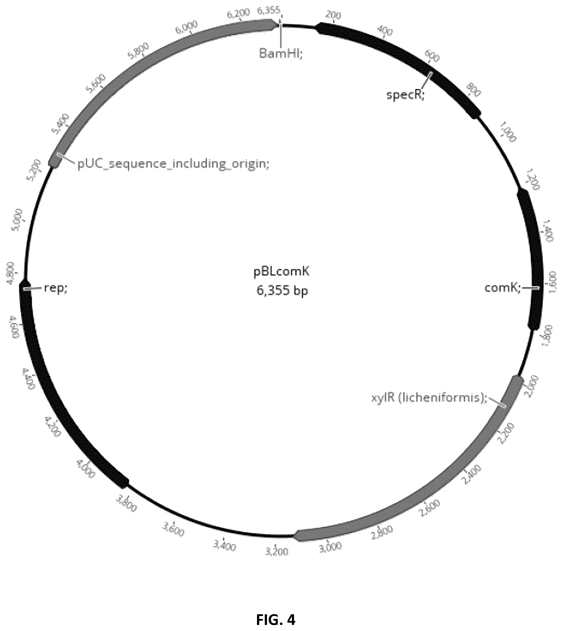 Patent US12448626 Figure 4 – Compositions and methods for increased protein production in Bacillus licheniformis