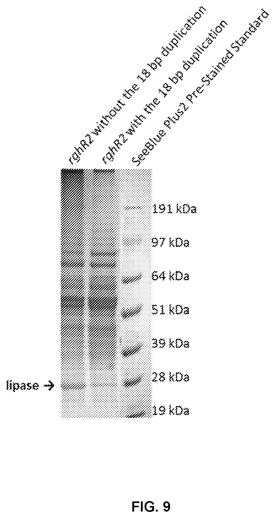 Patent US12448626 Figure 9 – Compositions and methods for increased protein production in Bacillus licheniformis