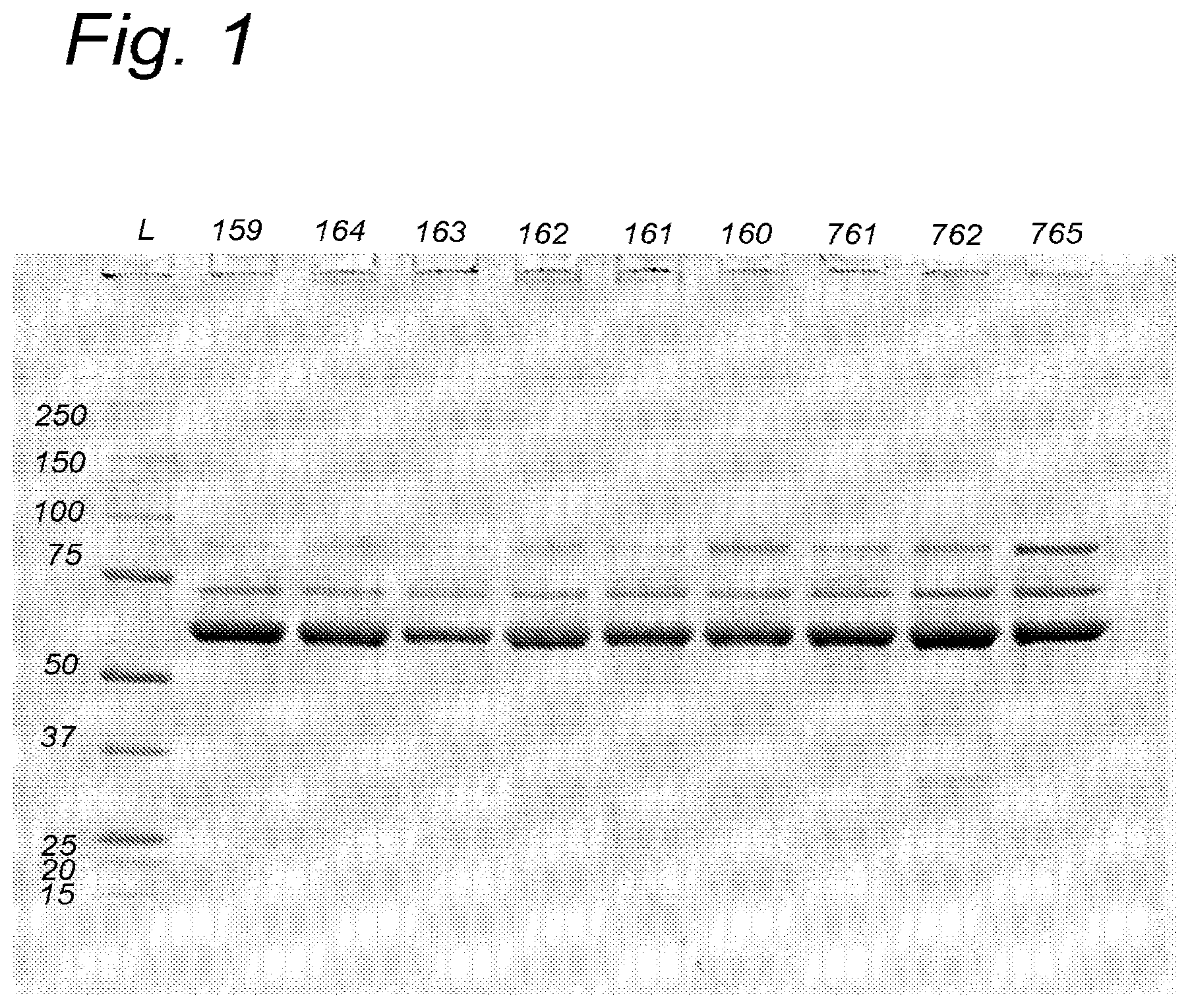 Patent US12448628 Figure 1 – Further improved AAV vectors produced in insect cells