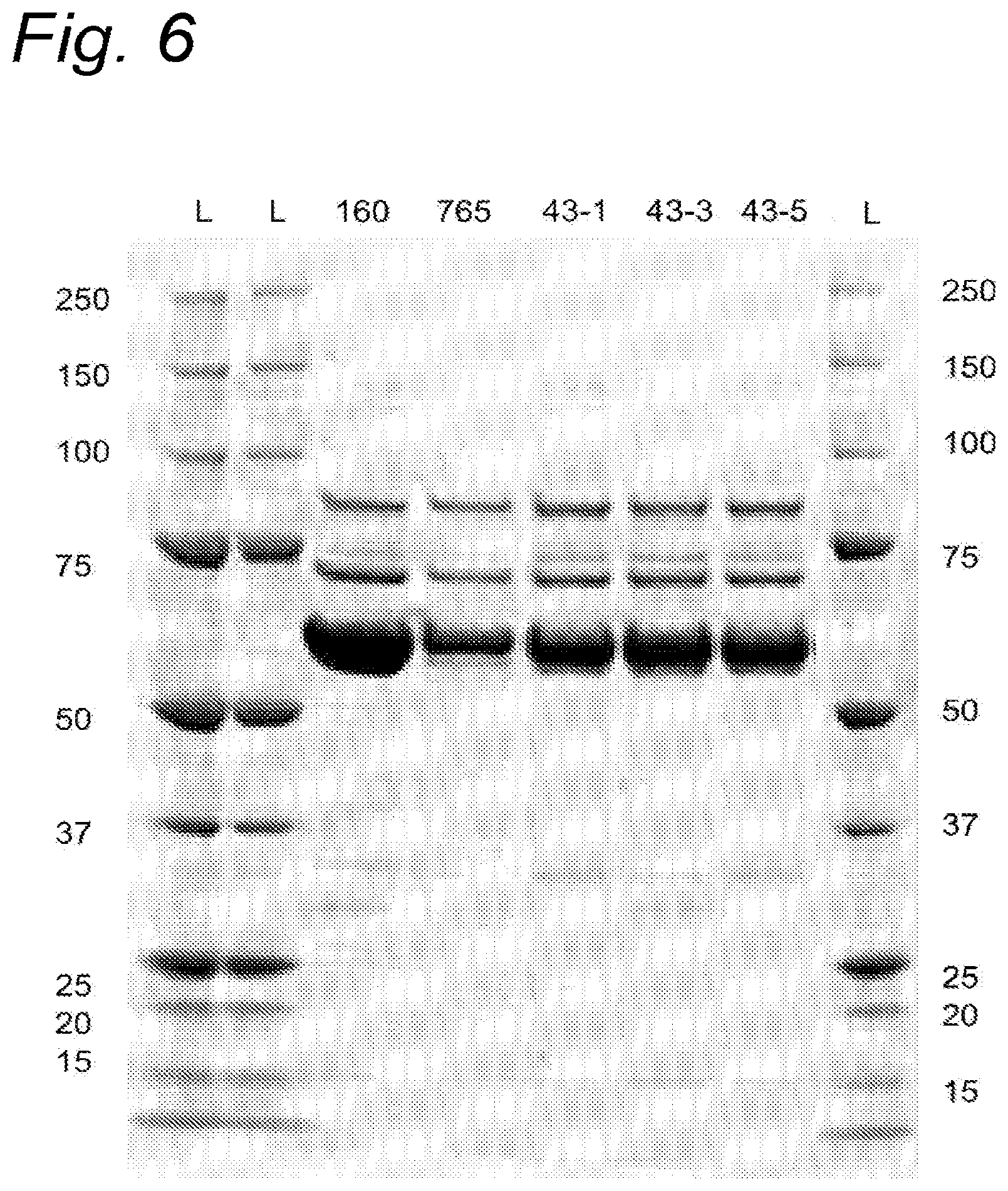 Patent US12448628 Figure 6 – Further improved AAV vectors produced in insect cells