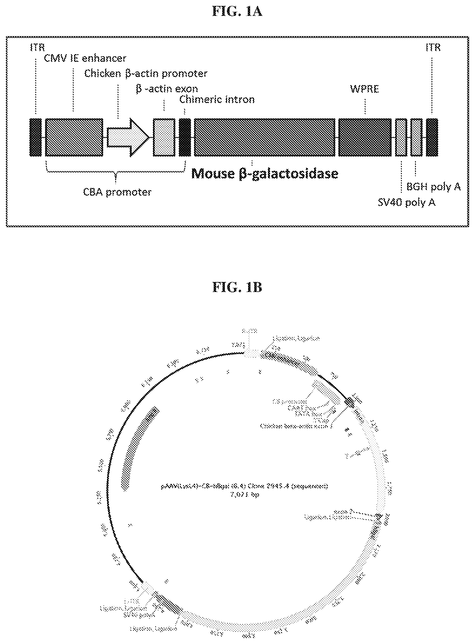 Patent US12448629 Figure 1 – rAAV vectors for the treatment of GM1 and GM2 gangliosidosis
