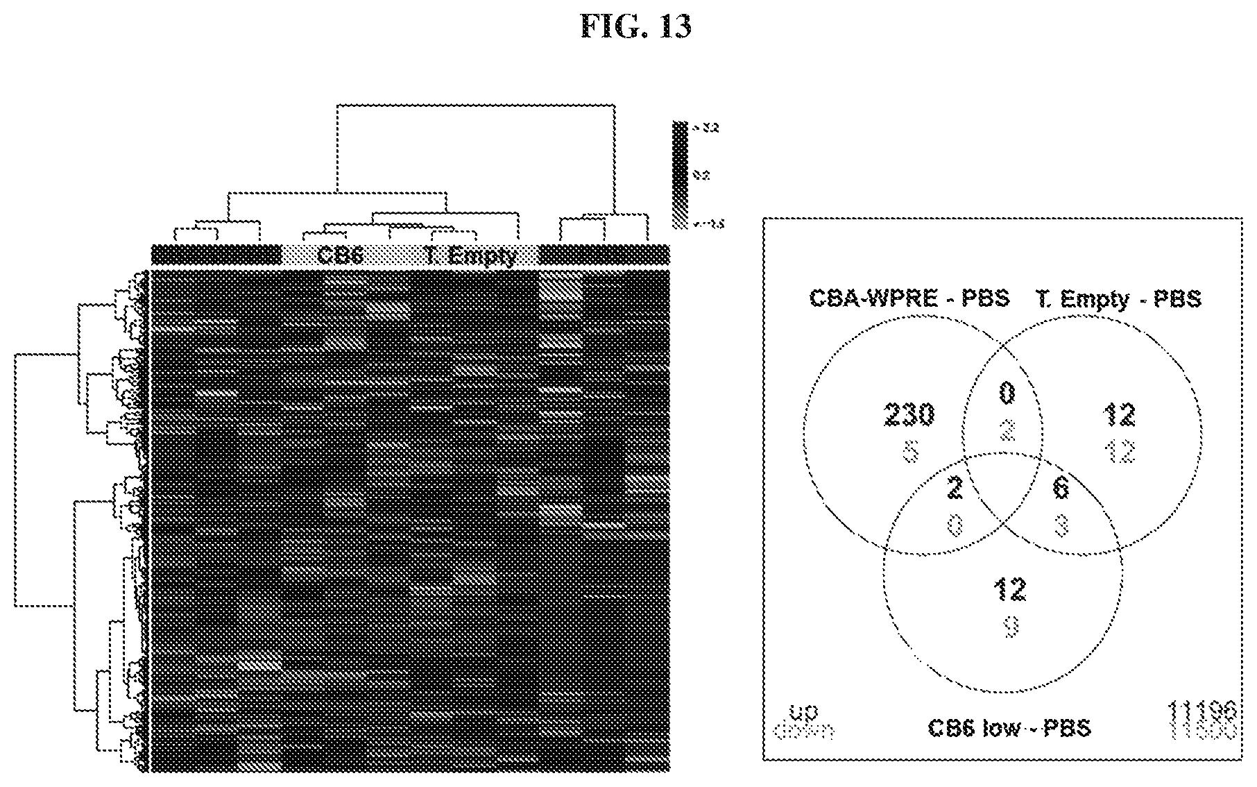 Patent US12448629 Figure 13 – rAAV vectors for the treatment of GM1 and GM2 gangliosidosis