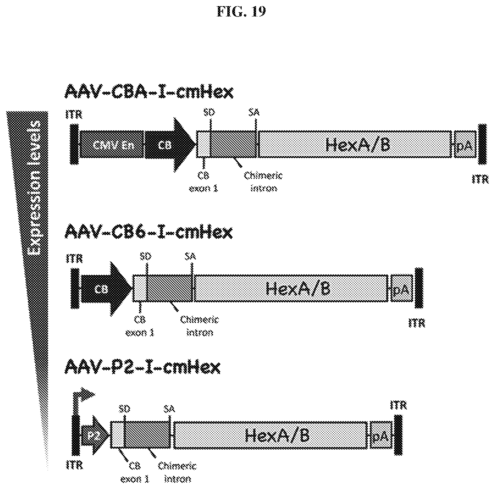 Patent US12448629 Figure 19 – rAAV vectors for the treatment of GM1 and GM2 gangliosidosis