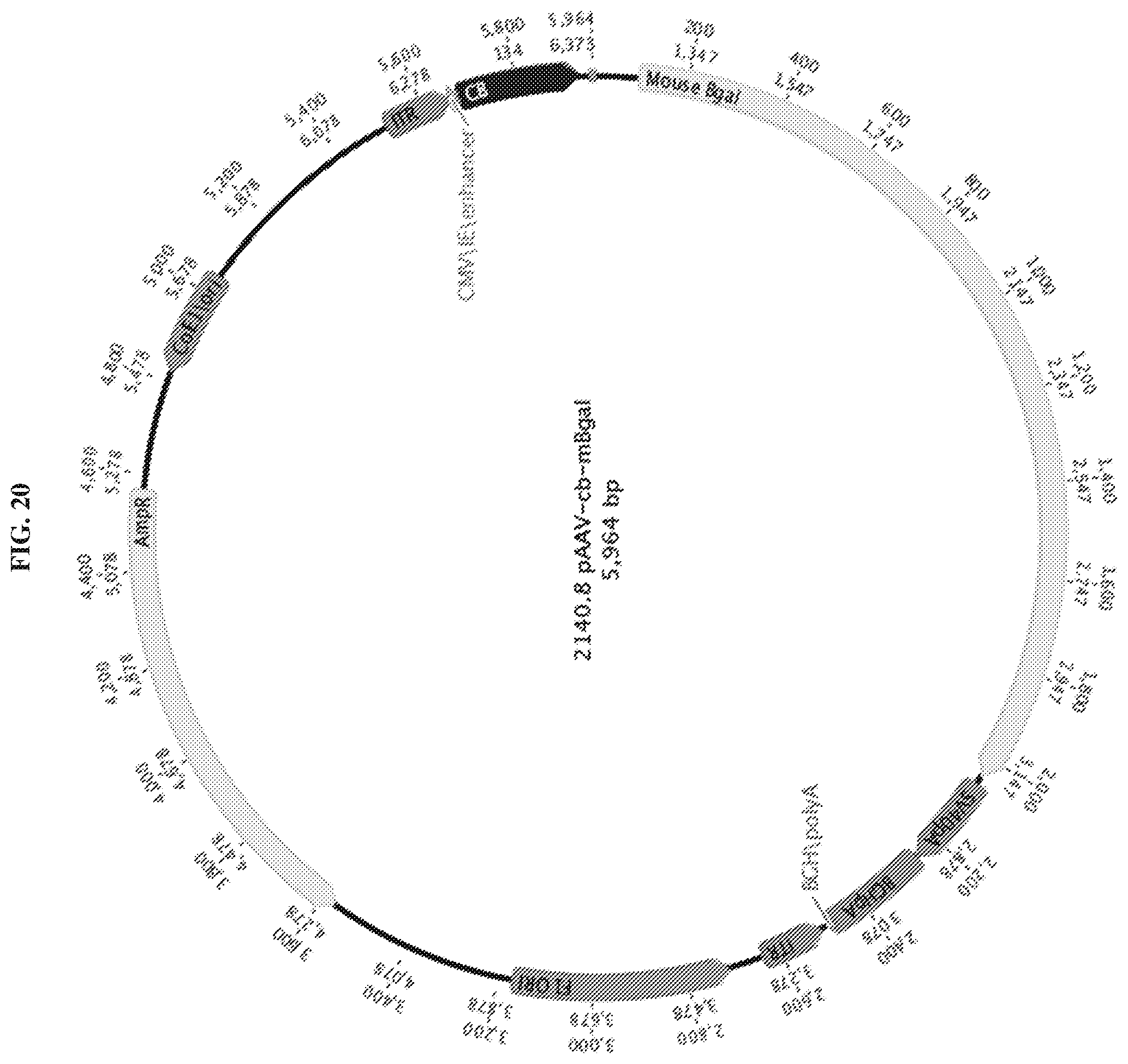 Patent US12448629 Figure 20 – rAAV vectors for the treatment of GM1 and GM2 gangliosidosis