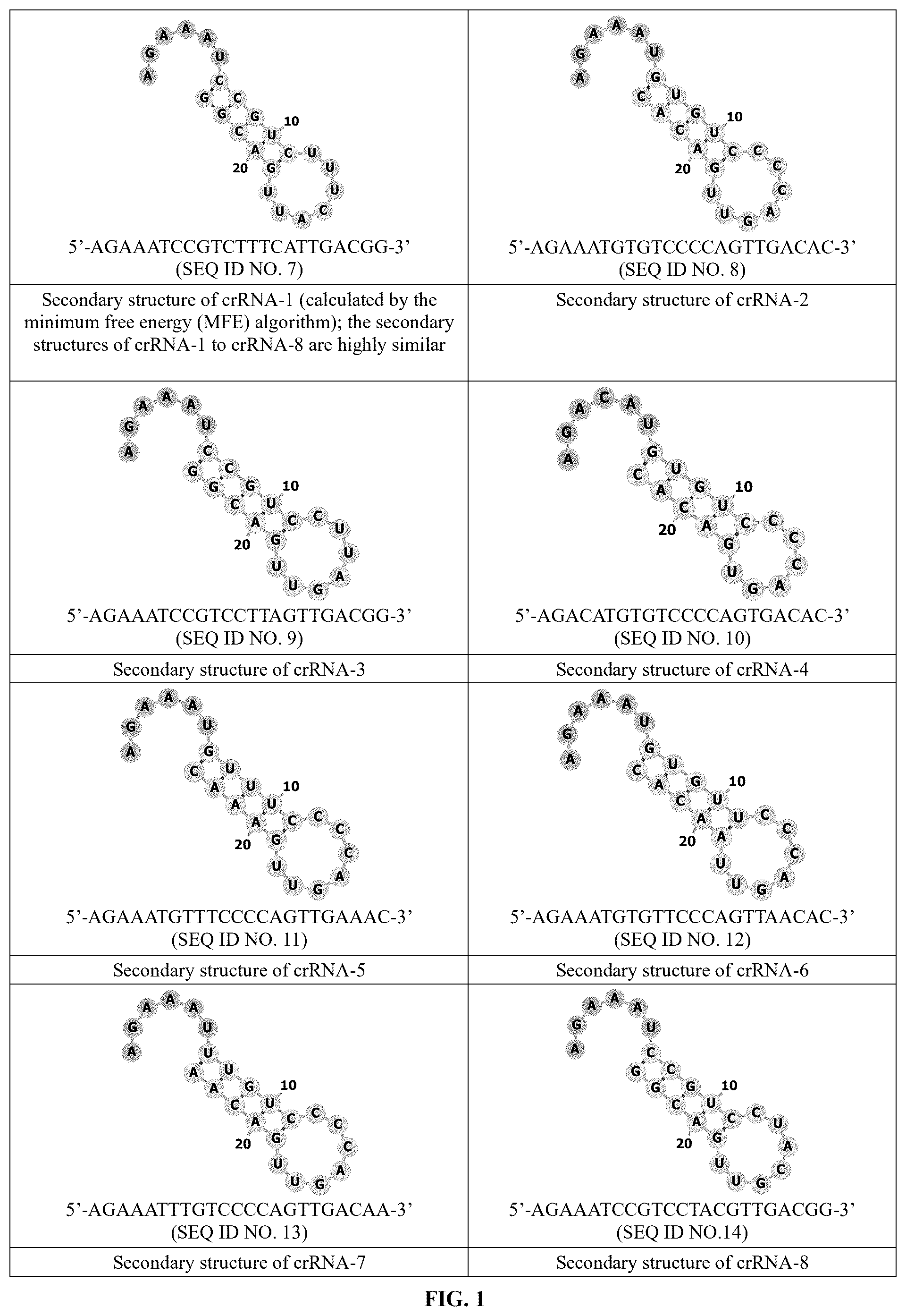 Patent US12448630 Figure 1 – CRISPR-Cas systems and uses thereof