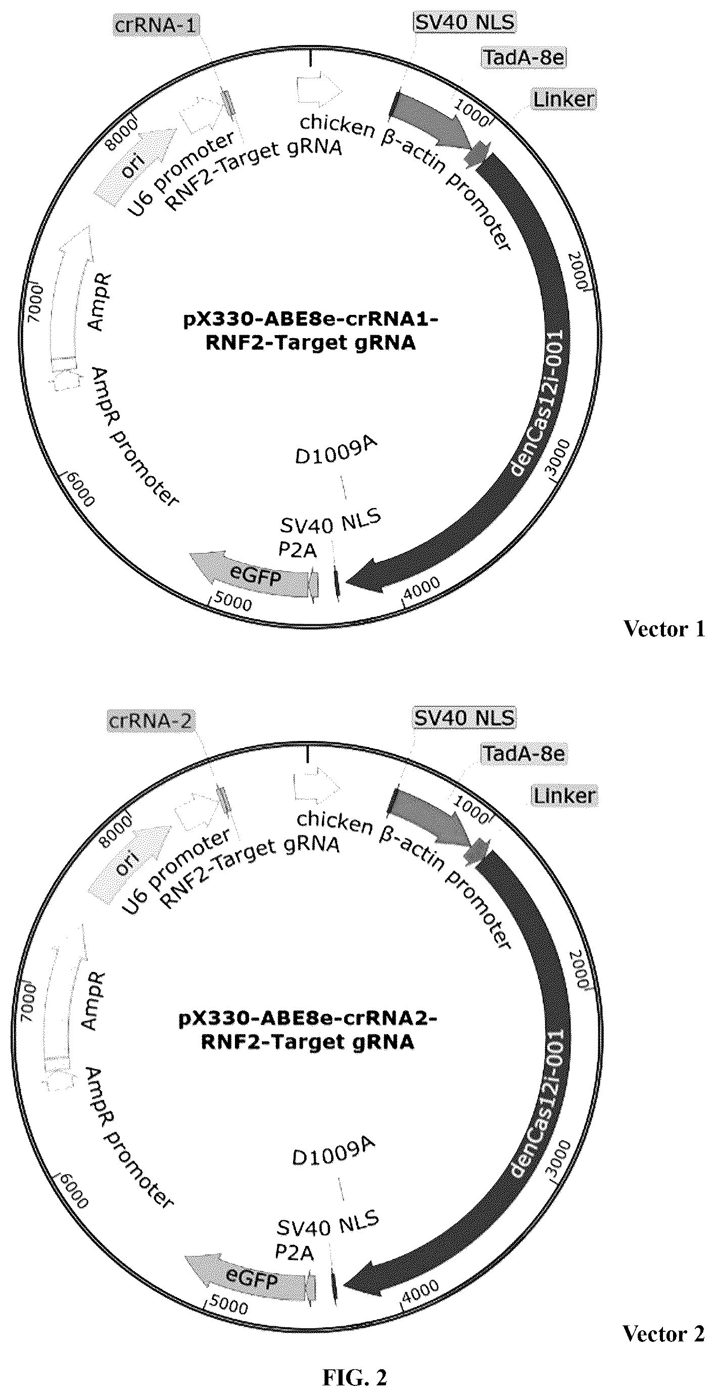 Patent US12448630 Figure 2 – CRISPR-Cas systems and uses thereof