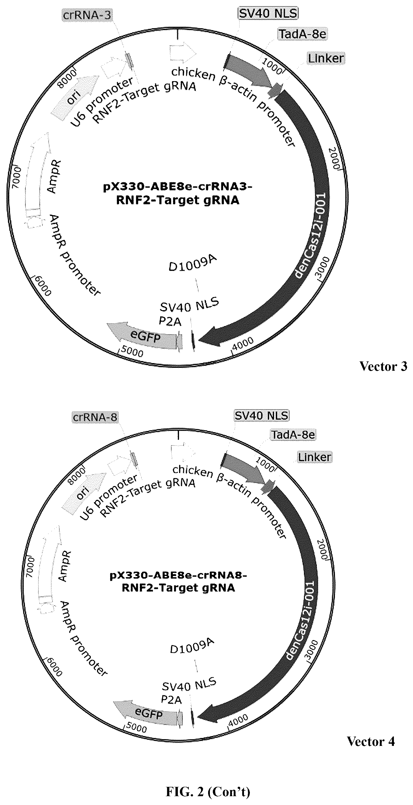 Patent US12448630 Figure 3 – CRISPR-Cas systems and uses thereof