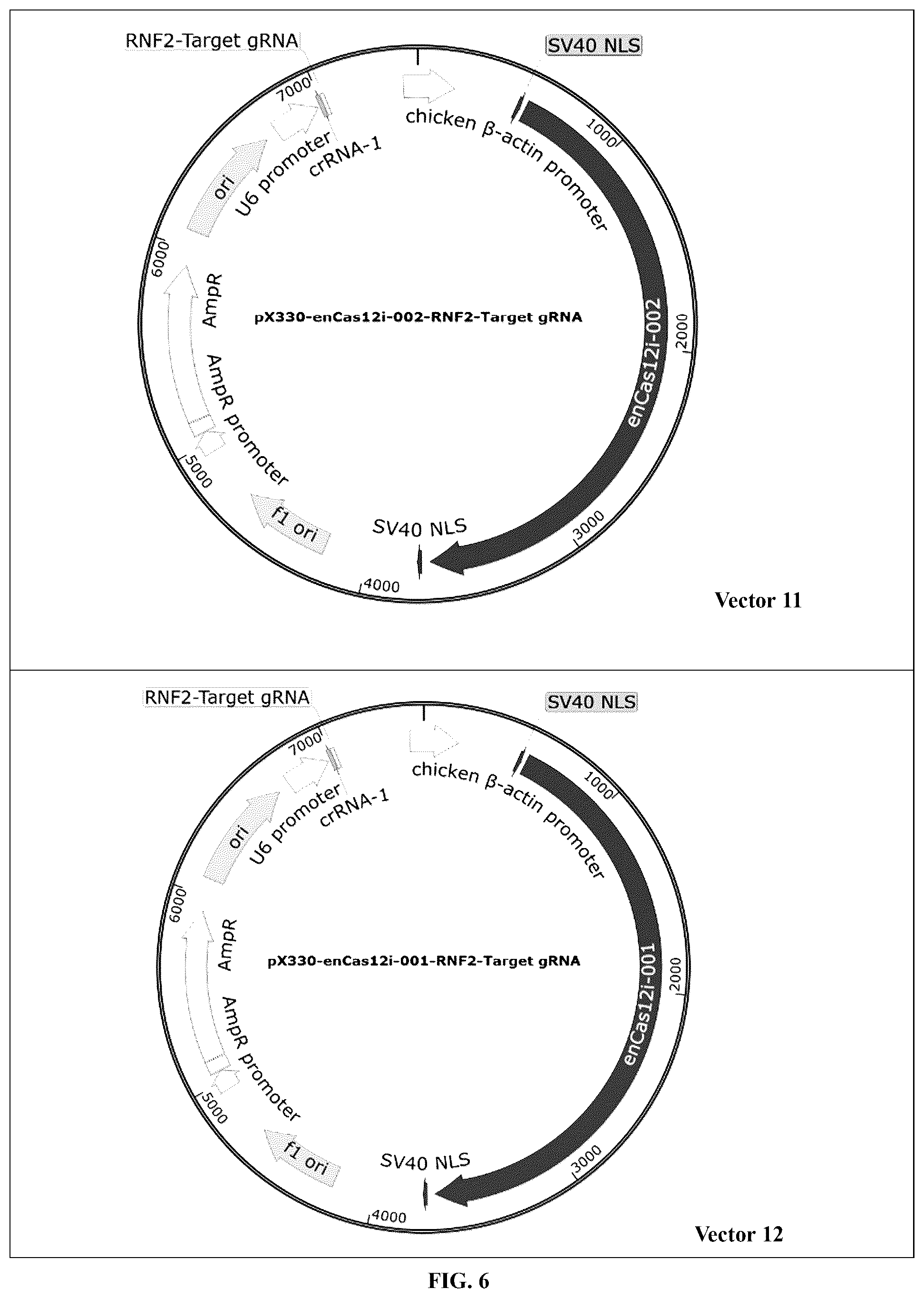 Patent US12448630 Figure 10 – CRISPR-Cas systems and uses thereof