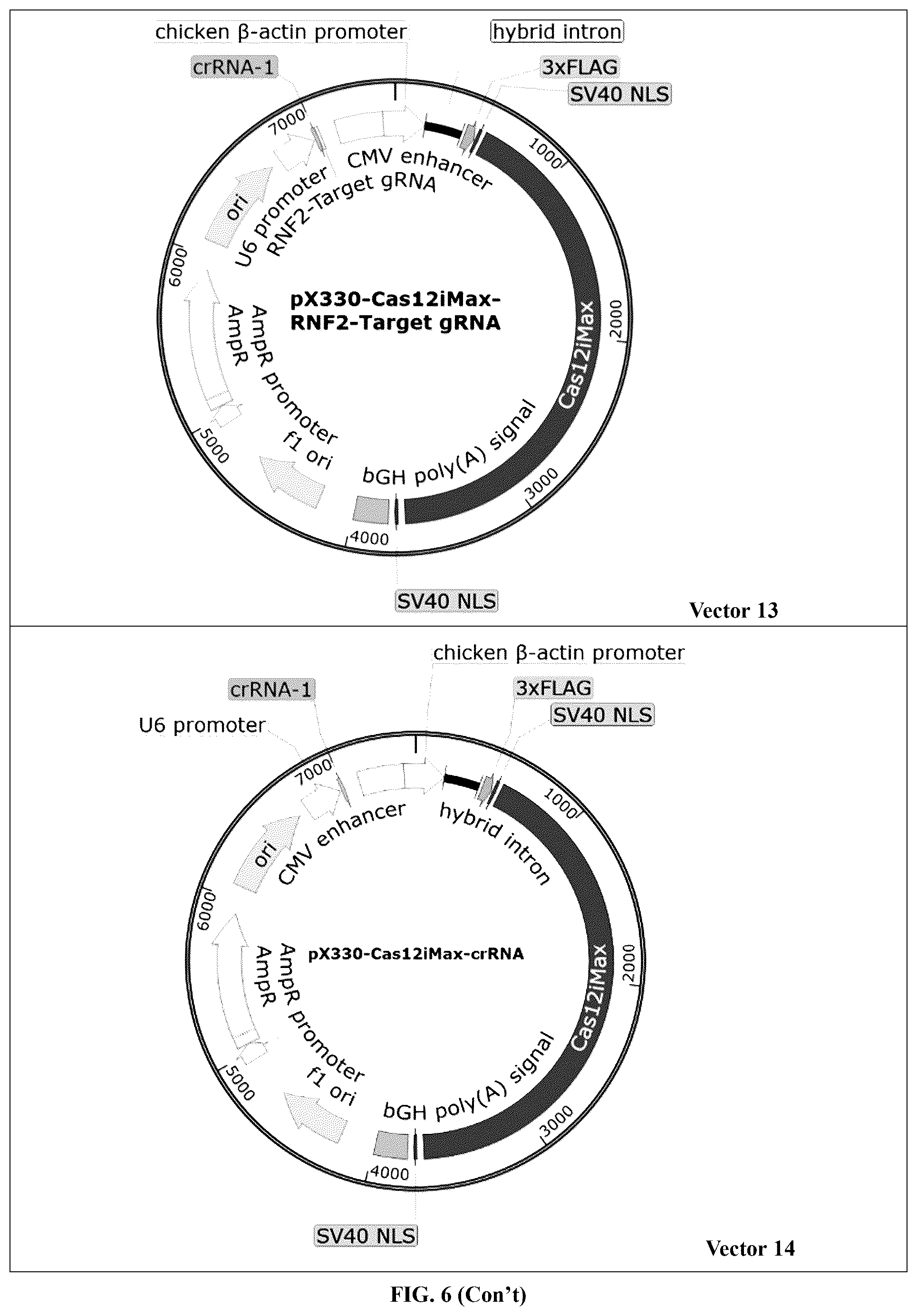 Patent US12448630 Figure 11 – CRISPR-Cas systems and uses thereof