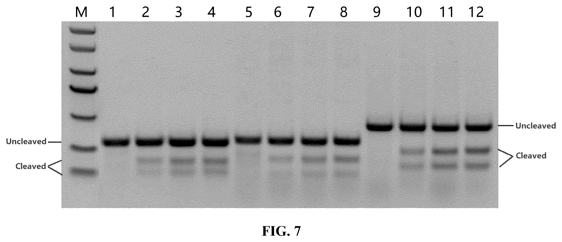 Patent US12448630 Figure 12 – CRISPR-Cas systems and uses thereof