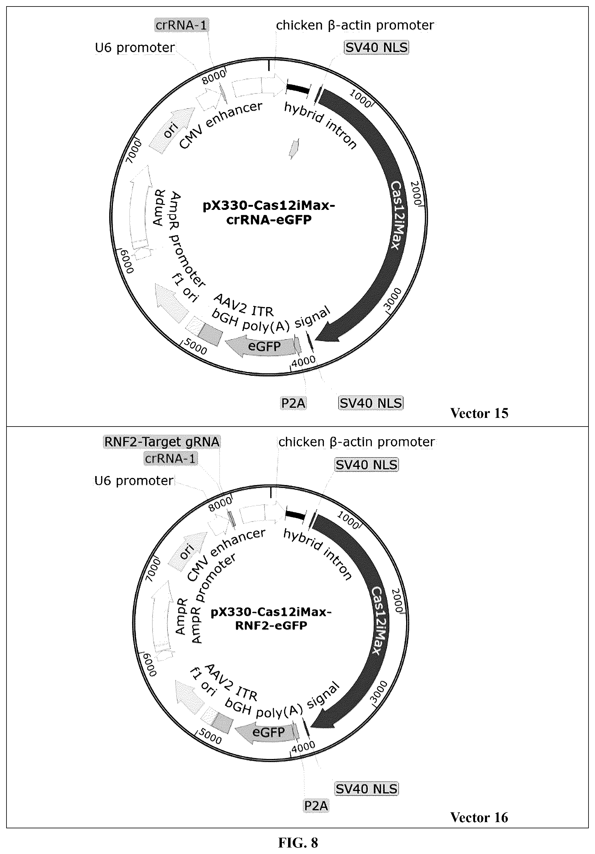 Patent US12448630 Figure 13 – CRISPR-Cas systems and uses thereof