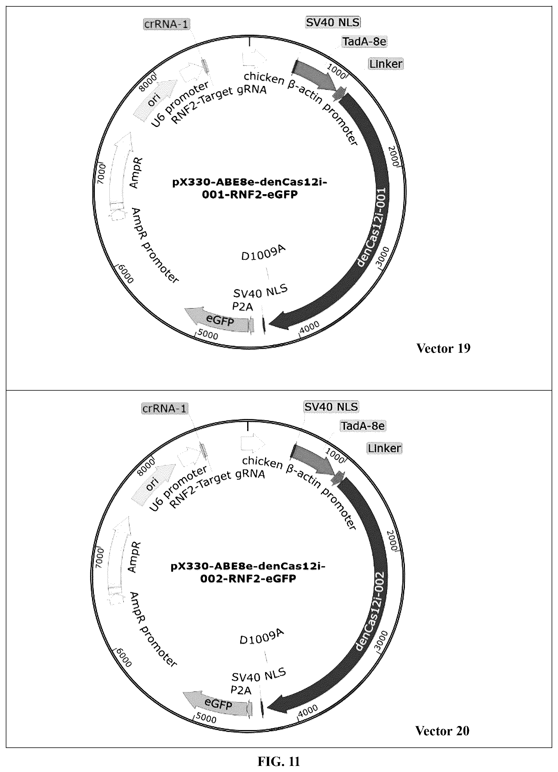 Patent US12448630 Figure 19 – CRISPR-Cas systems and uses thereof