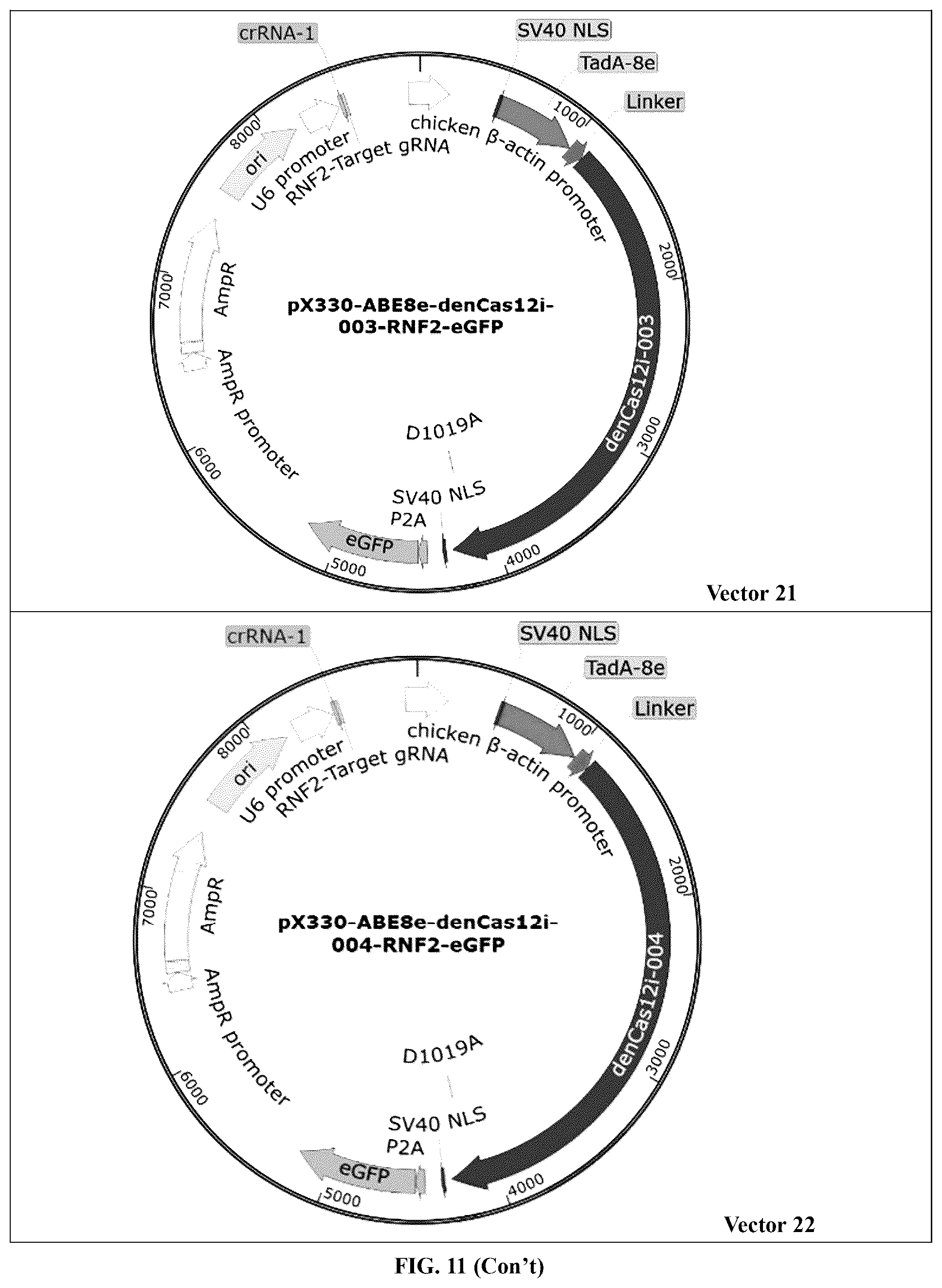 Patent US12448630 Figure 20 – CRISPR-Cas systems and uses thereof