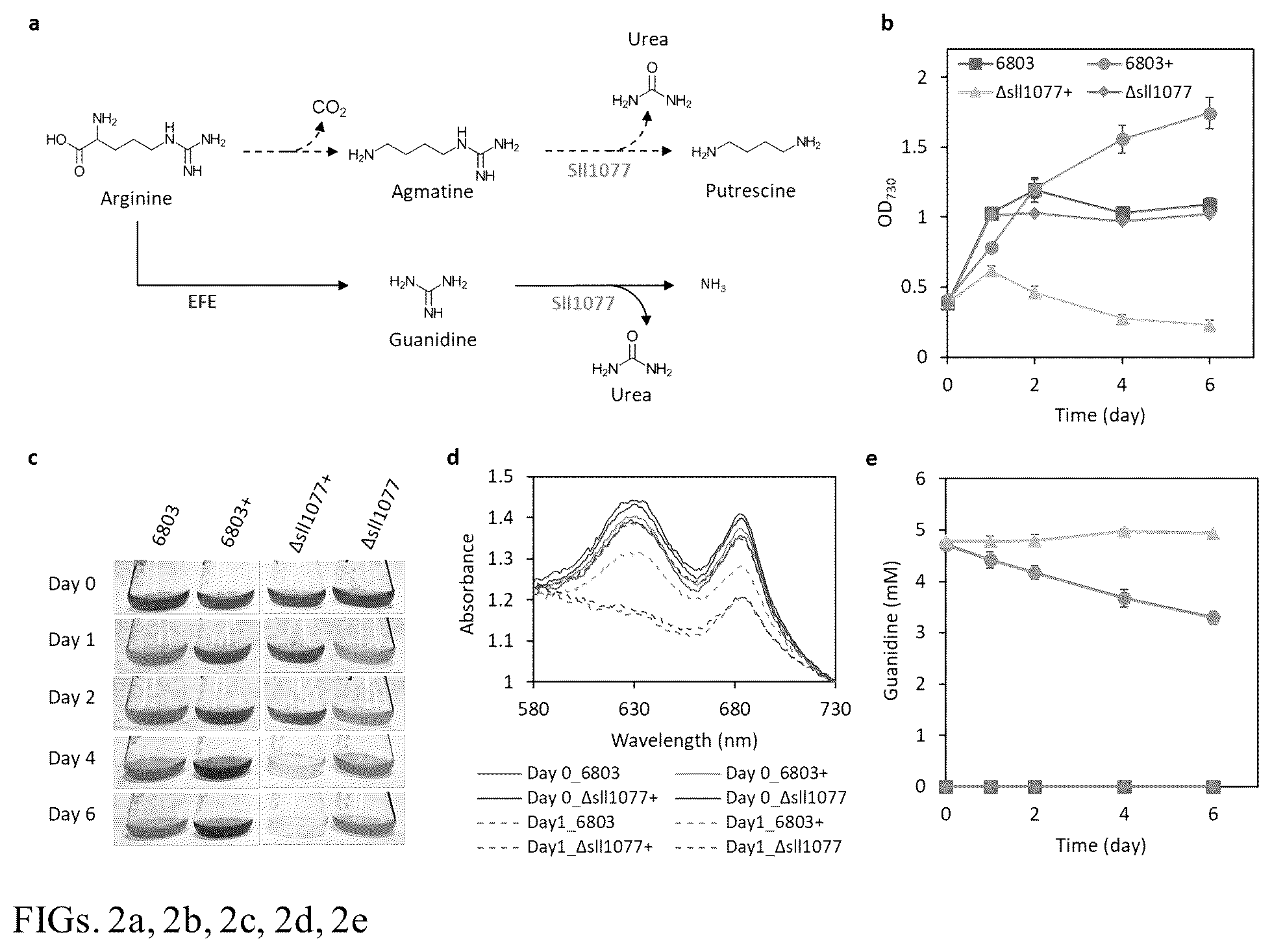 Patent US12448632 Figure 2 – Guanidine degradation enzyme and methods of use