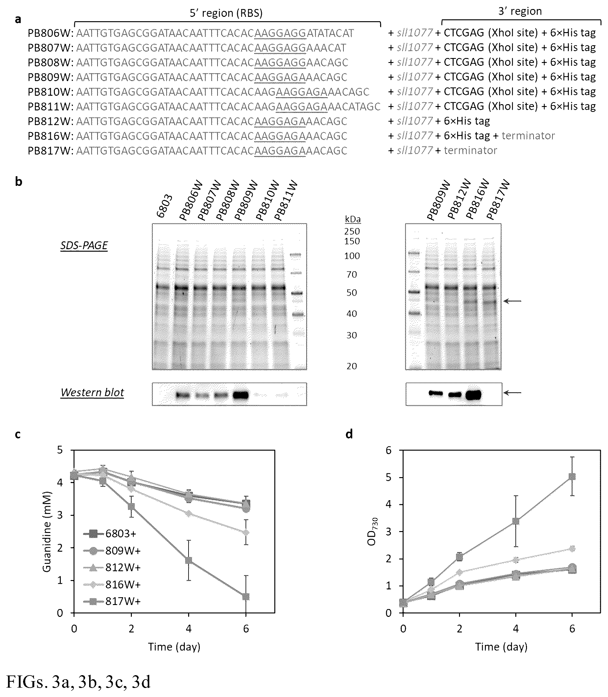 Patent US12448632 Figure 3 – Guanidine degradation enzyme and methods of use