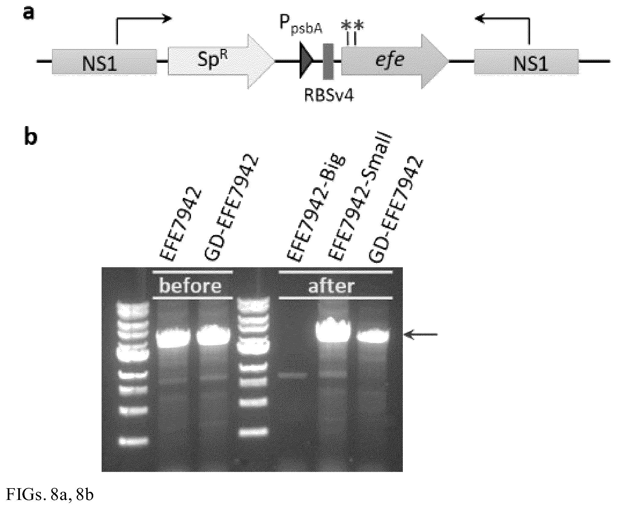 Patent US12448632 Figure 8 – Guanidine degradation enzyme and methods of use