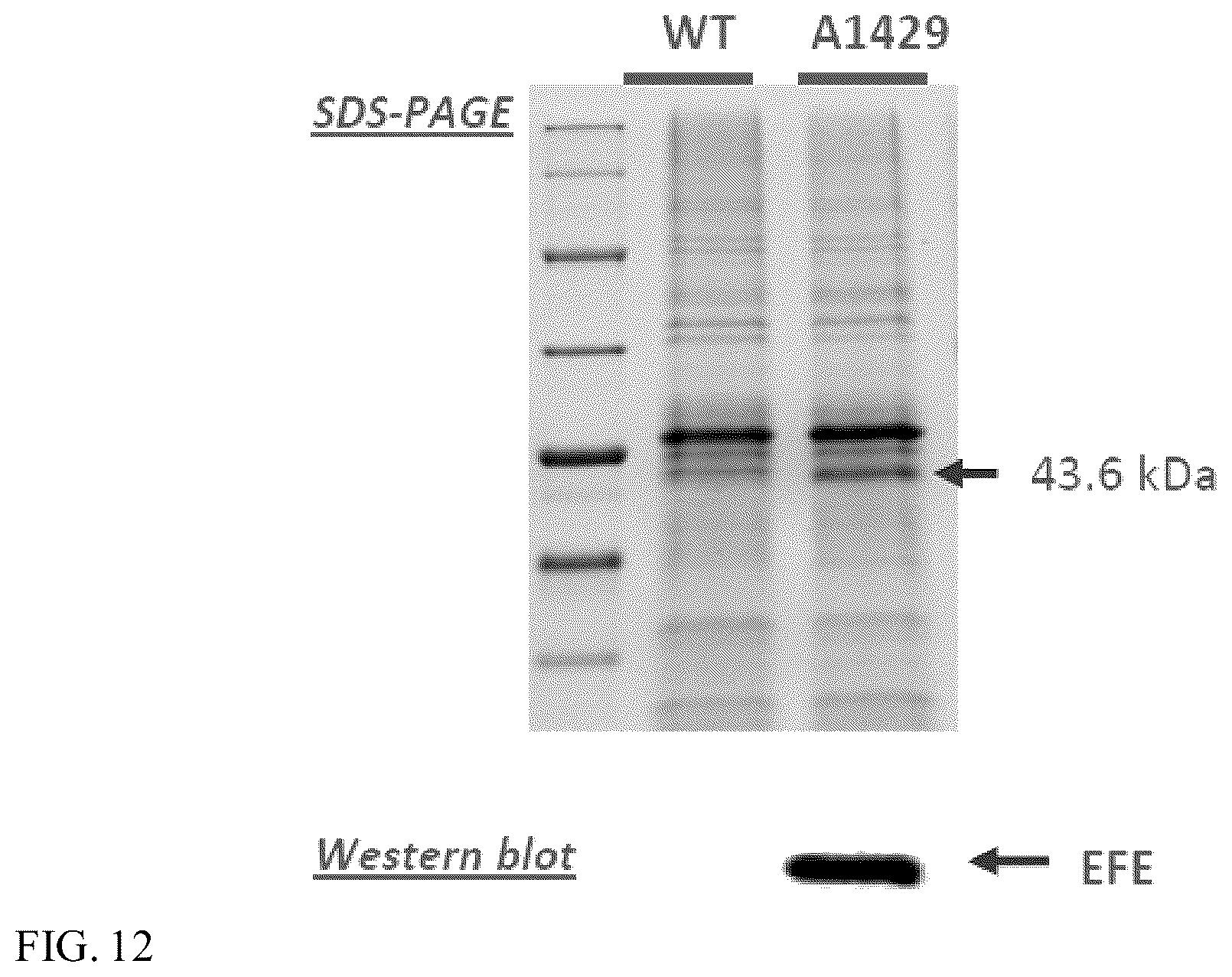 Patent US12448632 Figure 12 – Guanidine degradation enzyme and methods of use