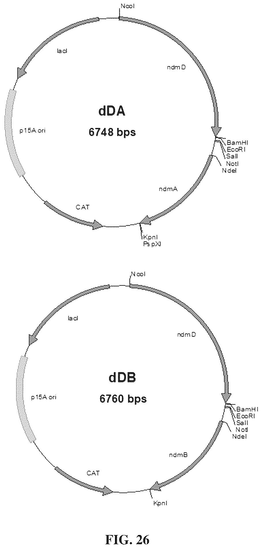Patent US12448633 Figure 16 – Bacterial N-demthylases as biocatalysts for the production of methylxanthines