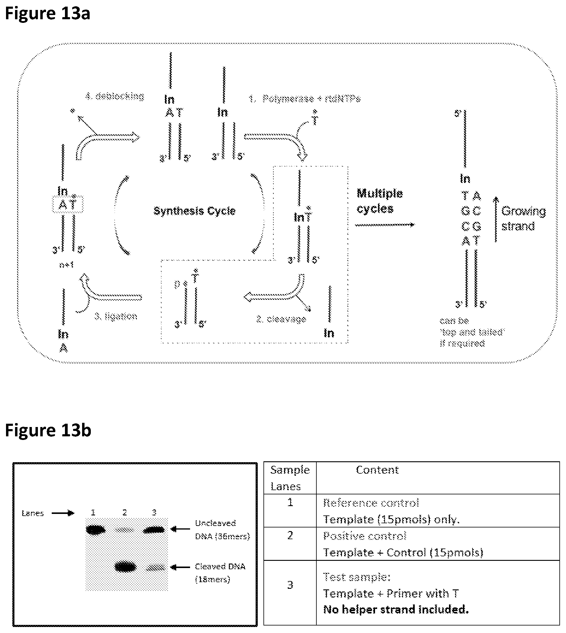 Patent US12448635 Figure 17 – Polynucleotide synthesis method, system and kit