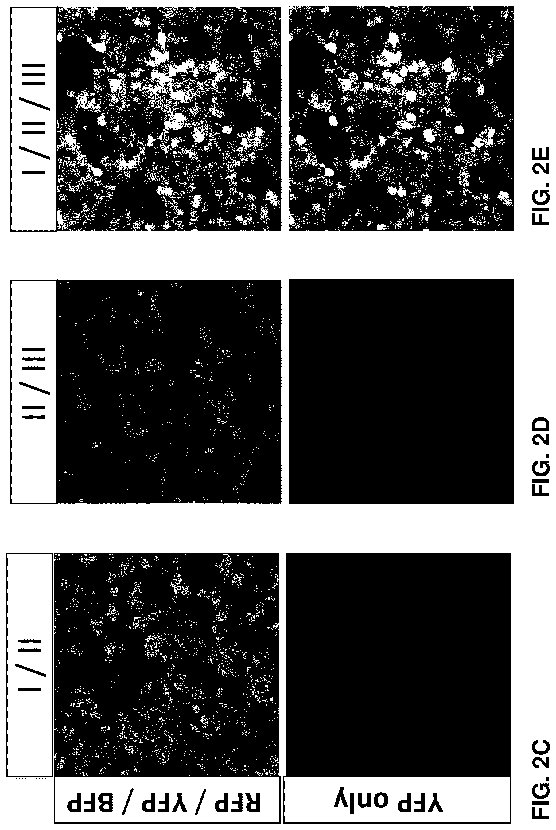 Patent US12448636 Figure 11 – High-efficiency reconstitution of RNA molecules