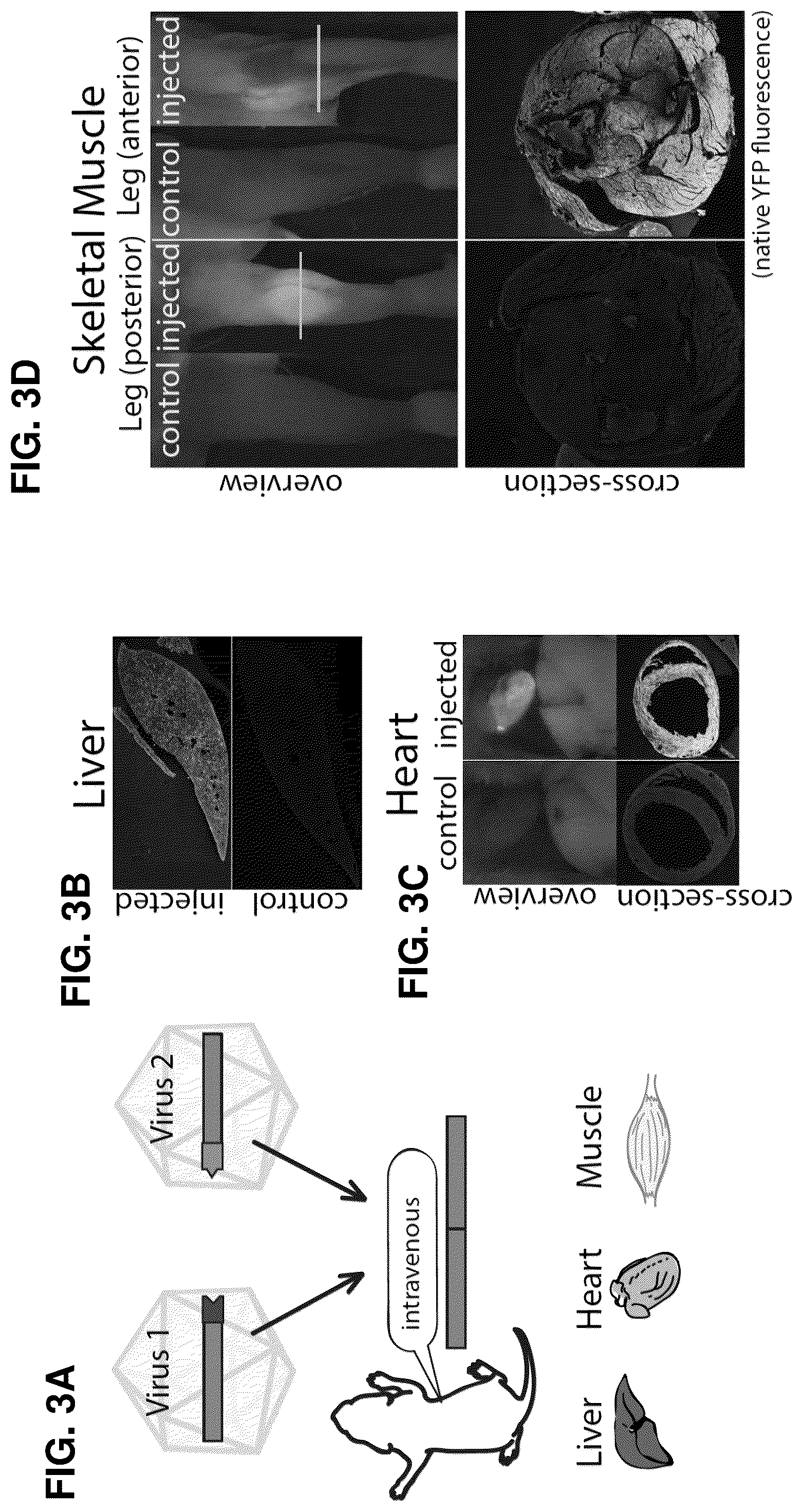 Patent US12448636 Figure 12 – High-efficiency reconstitution of RNA molecules