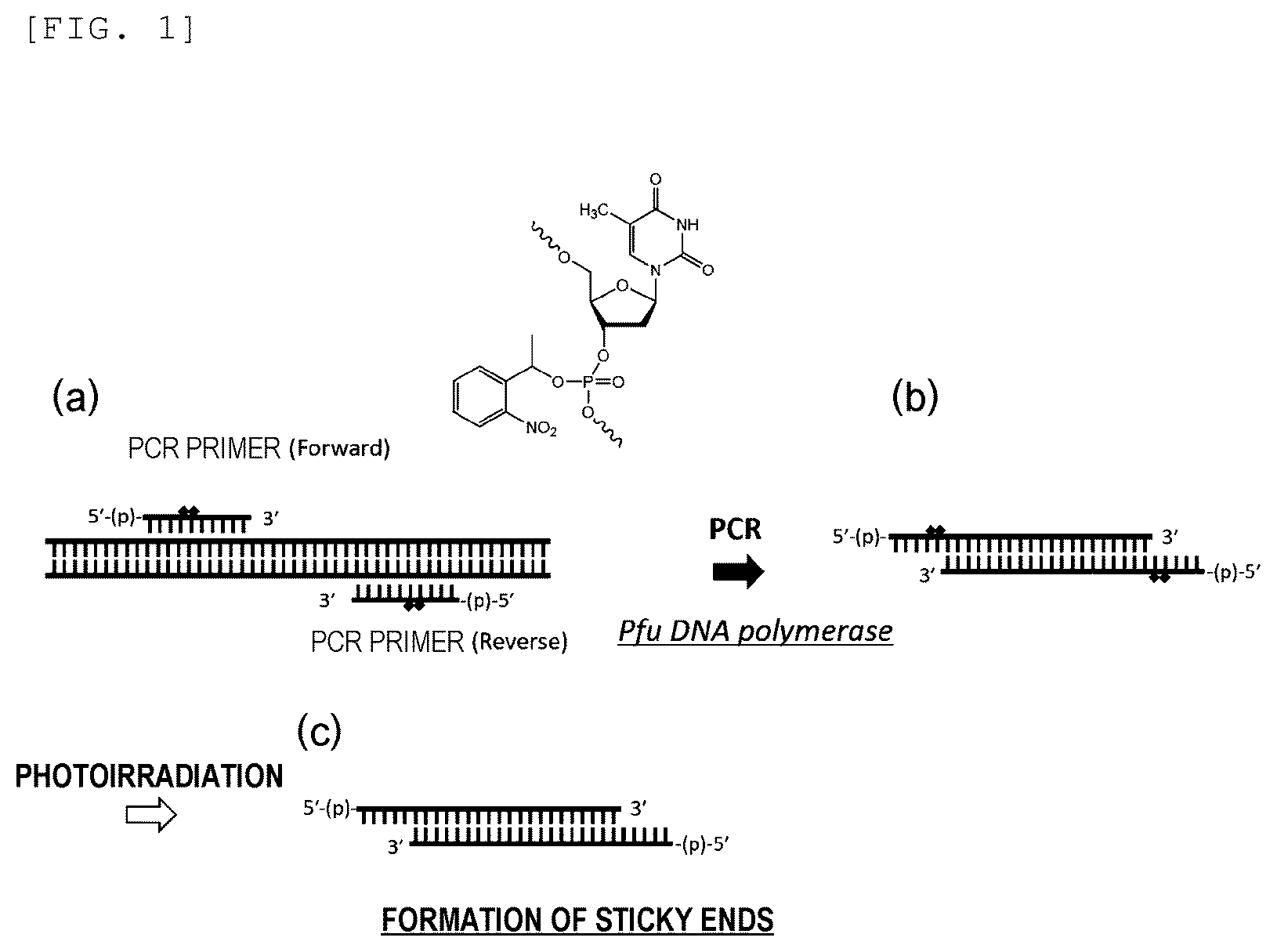 Patent US12448637 Figure 1 – Primer, device for producing double-stranded DNA using primer, and method for producing double-stranded DNA using primer