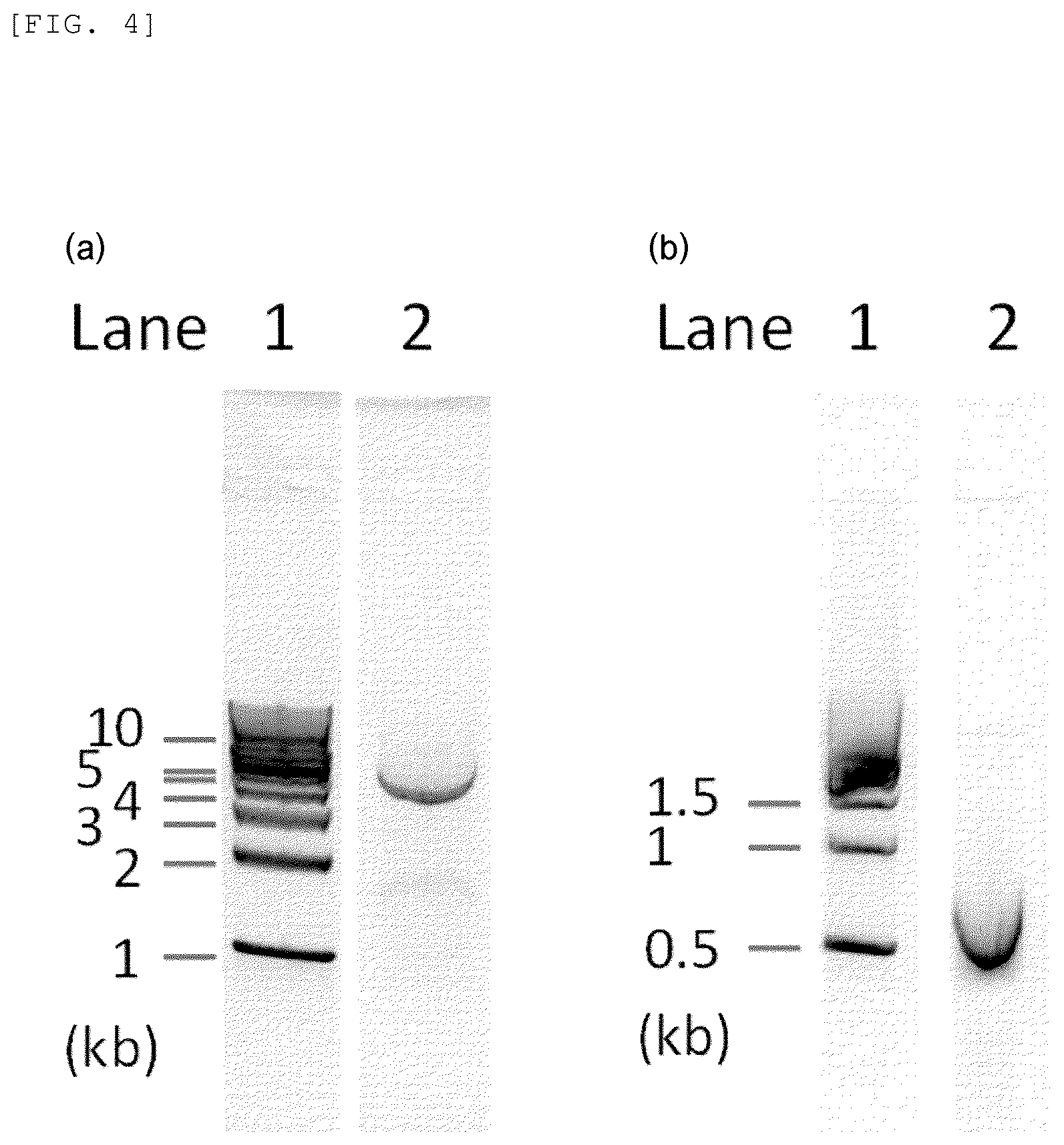 Patent US12448637 Figure 4 – Primer, device for producing double-stranded DNA using primer, and method for producing double-stranded DNA using primer