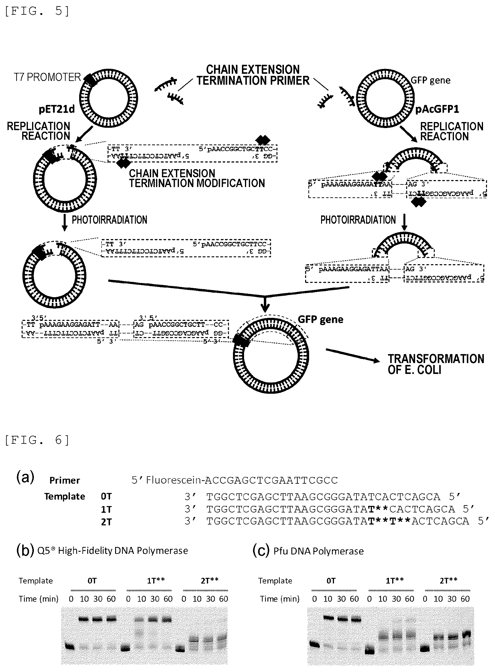 Patent US12448637 Figure 5 – Primer, device for producing double-stranded DNA using primer, and method for producing double-stranded DNA using primer