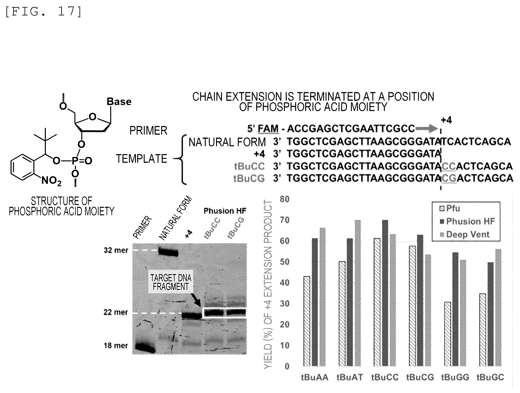 Patent US12448637 Figure 12 – Primer, device for producing double-stranded DNA using primer, and method for producing double-stranded DNA using primer