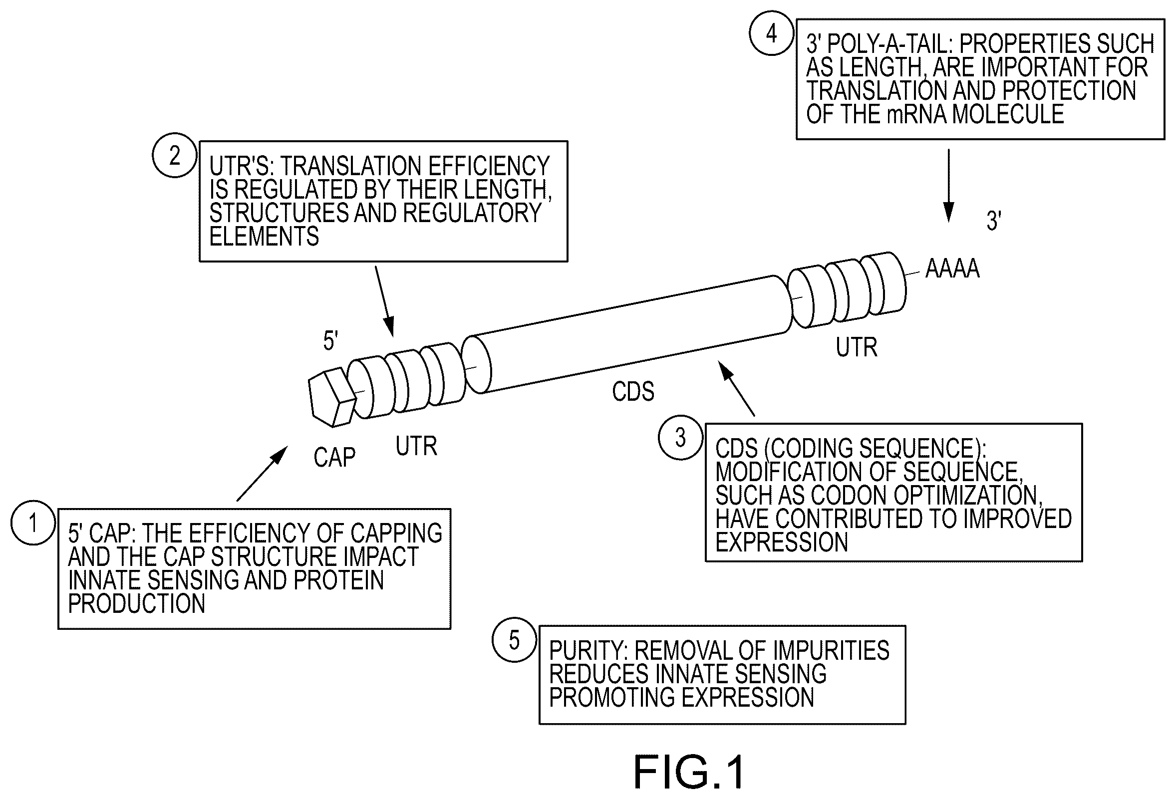 Patent US12448638 — Enzyme based system for production of messenger RNA with increased transfection efficiency — Figure 1