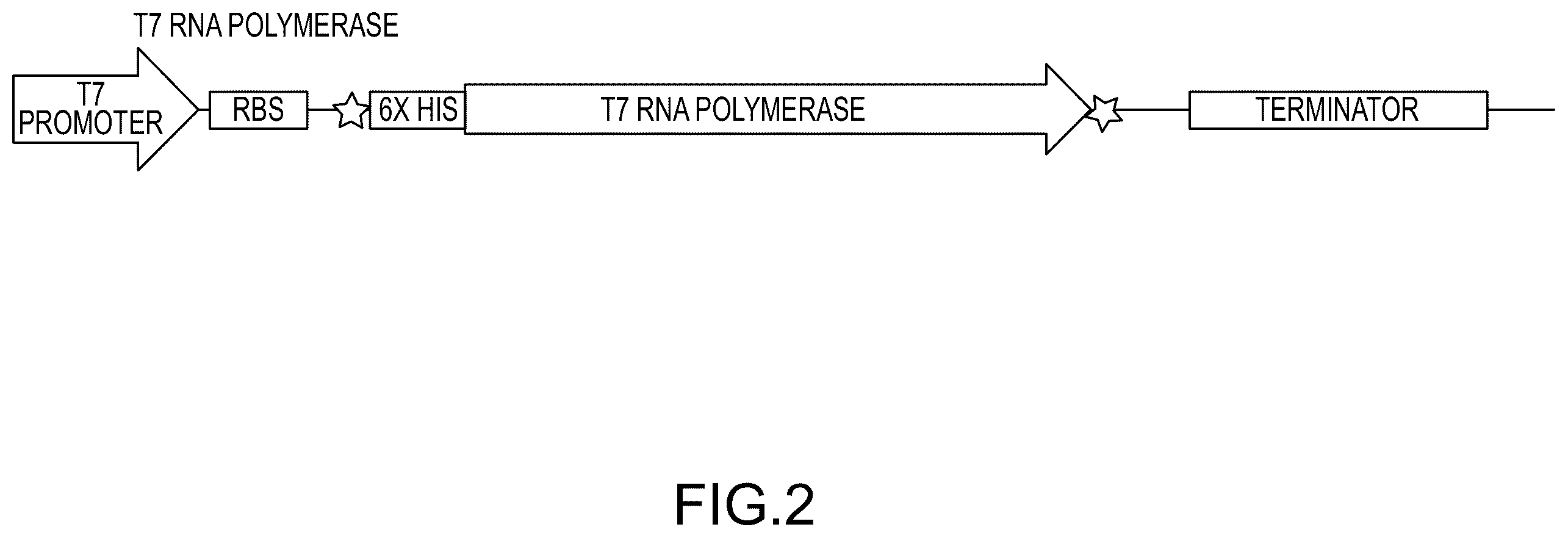 Patent US12448638 Figure 2 – Enzyme based system for production of messenger RNA with increased transfection efficiency