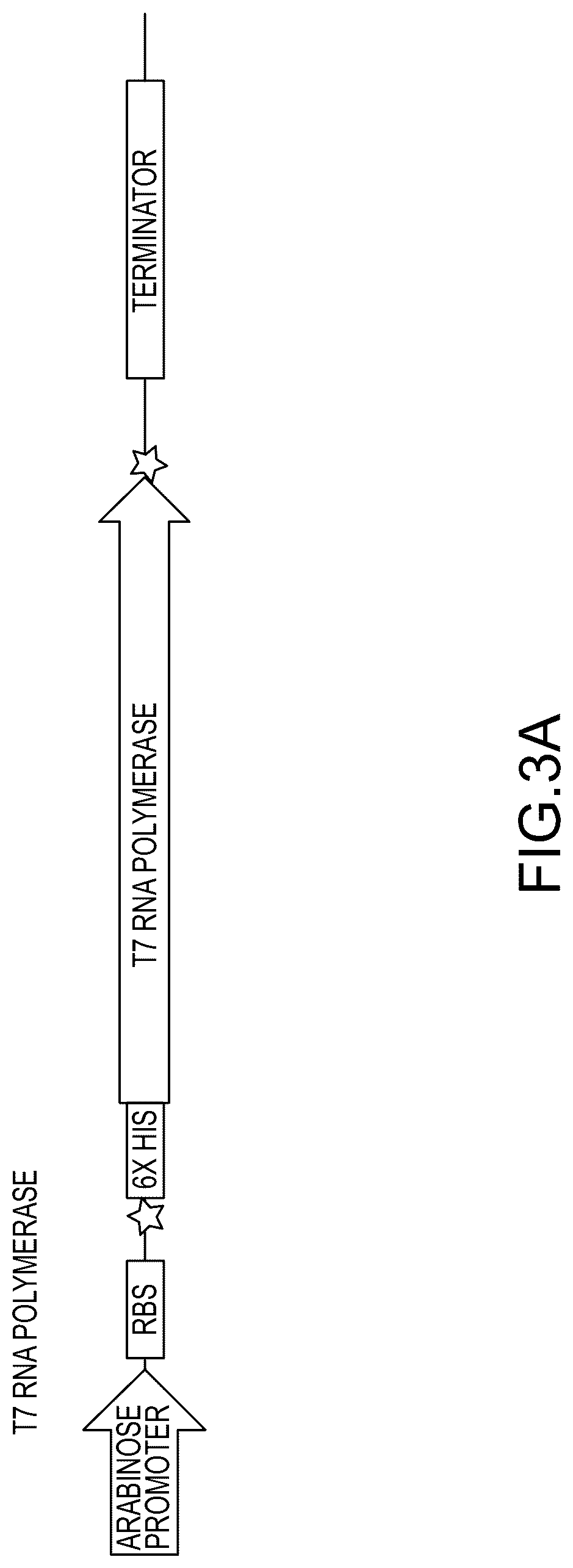 Patent US12448638 Figure 3 – Enzyme based system for production of messenger RNA with increased transfection efficiency