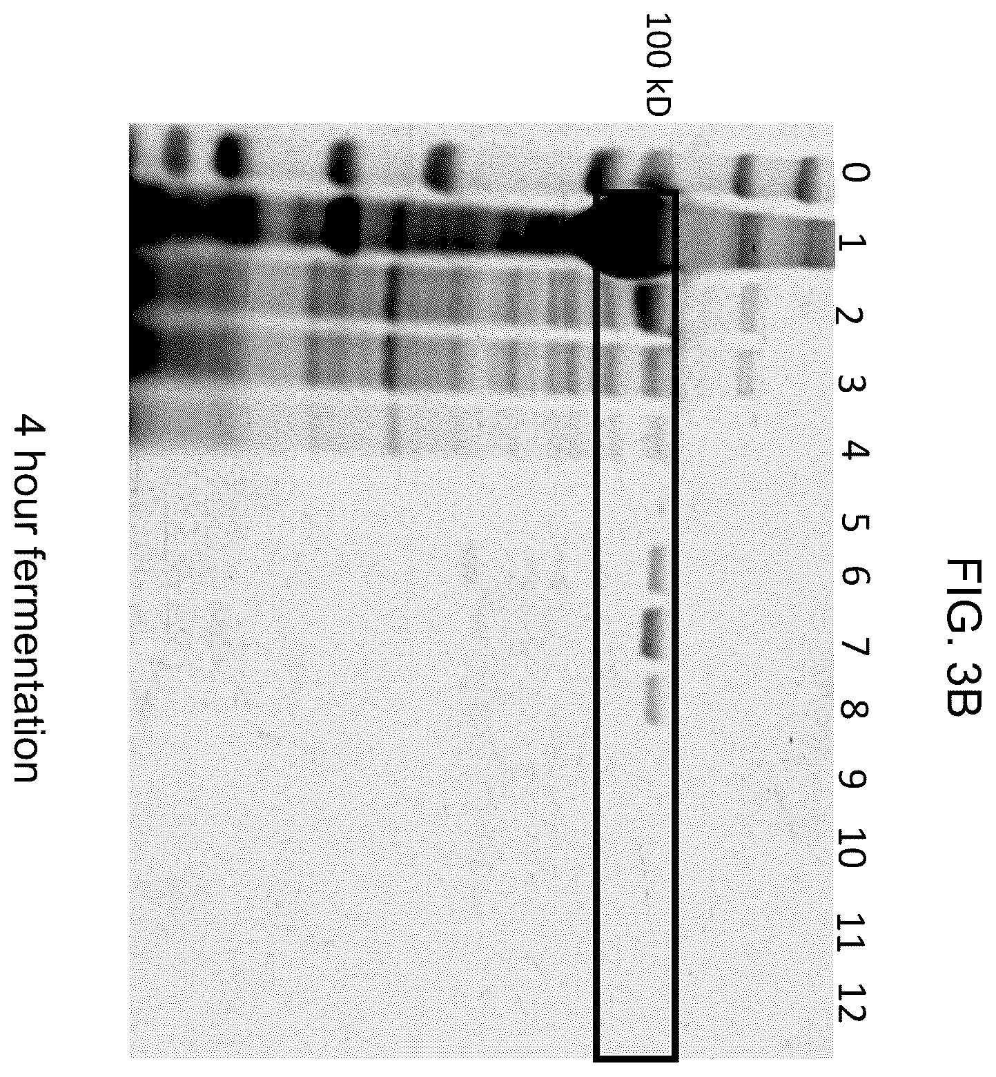 Patent US12448638 Figure 4 – Enzyme based system for production of messenger RNA with increased transfection efficiency