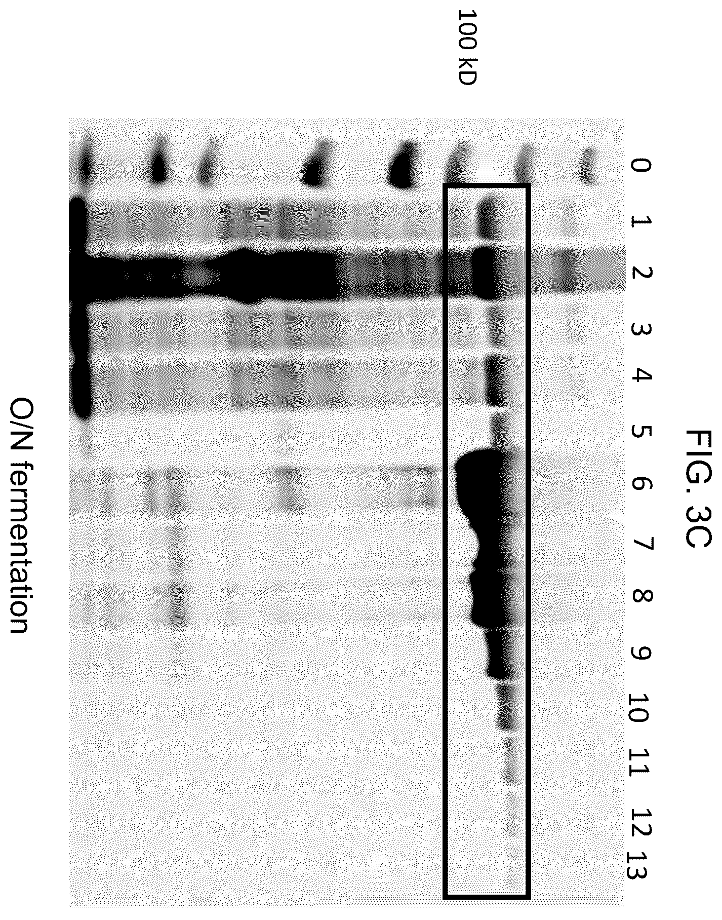 Patent US12448638 Figure 5 – Enzyme based system for production of messenger RNA with increased transfection efficiency