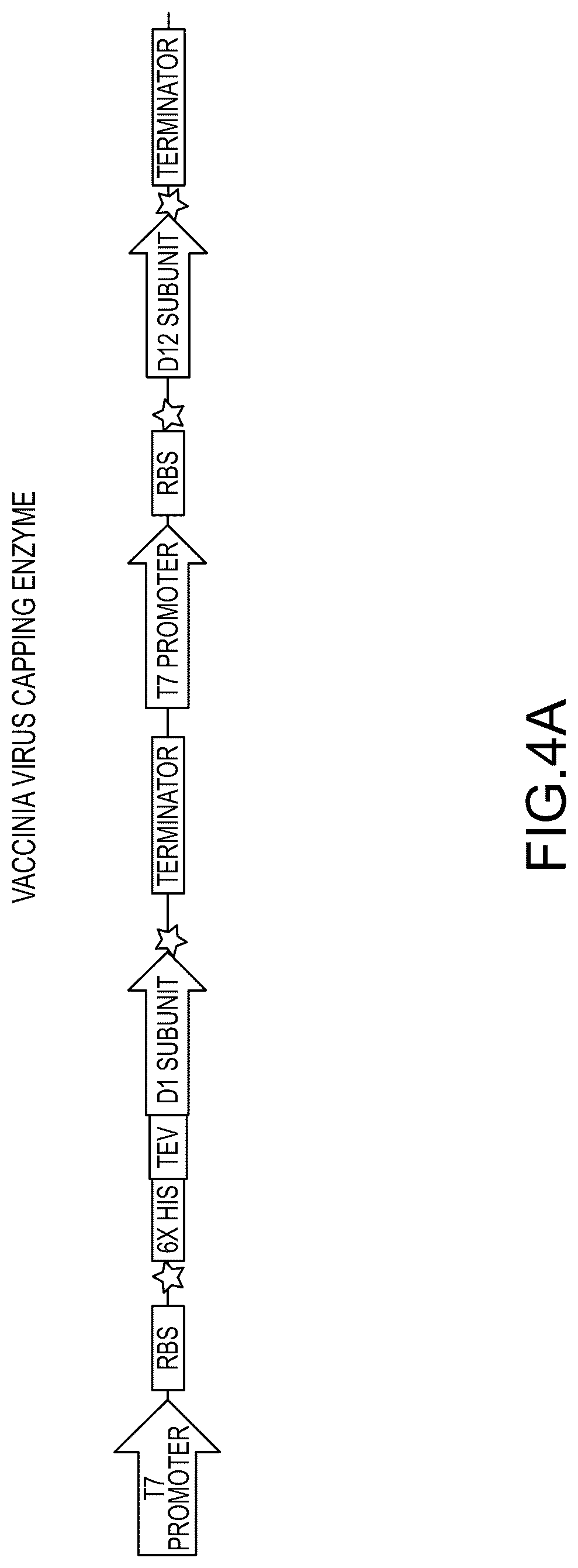 Patent US12448638 Figure 6 – Enzyme based system for production of messenger RNA with increased transfection efficiency