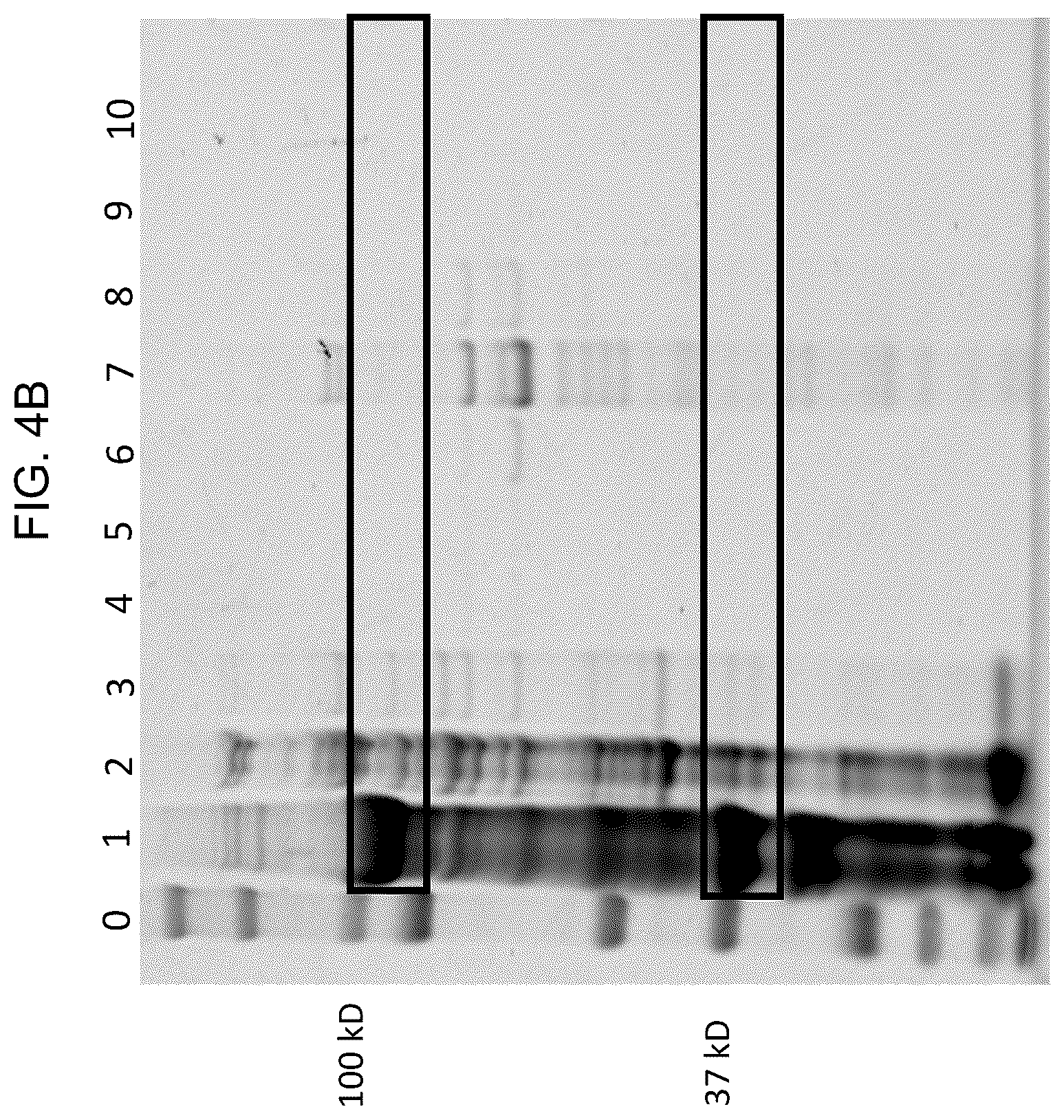 Patent US12448638 Figure 7 – Enzyme based system for production of messenger RNA with increased transfection efficiency