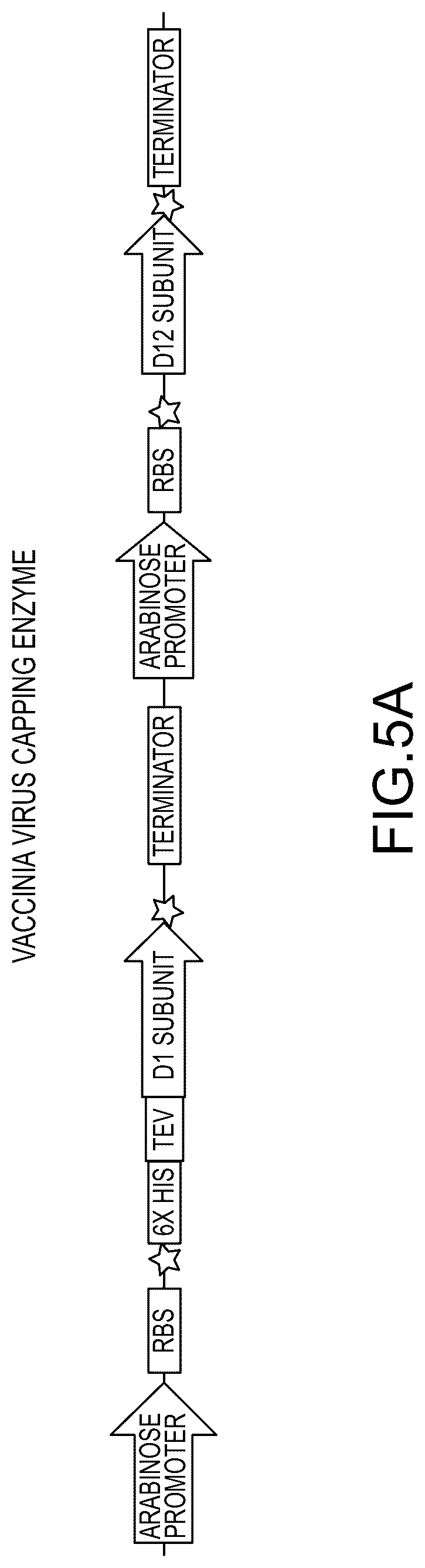 Patent US12448638 Figure 8 – Enzyme based system for production of messenger RNA with increased transfection efficiency