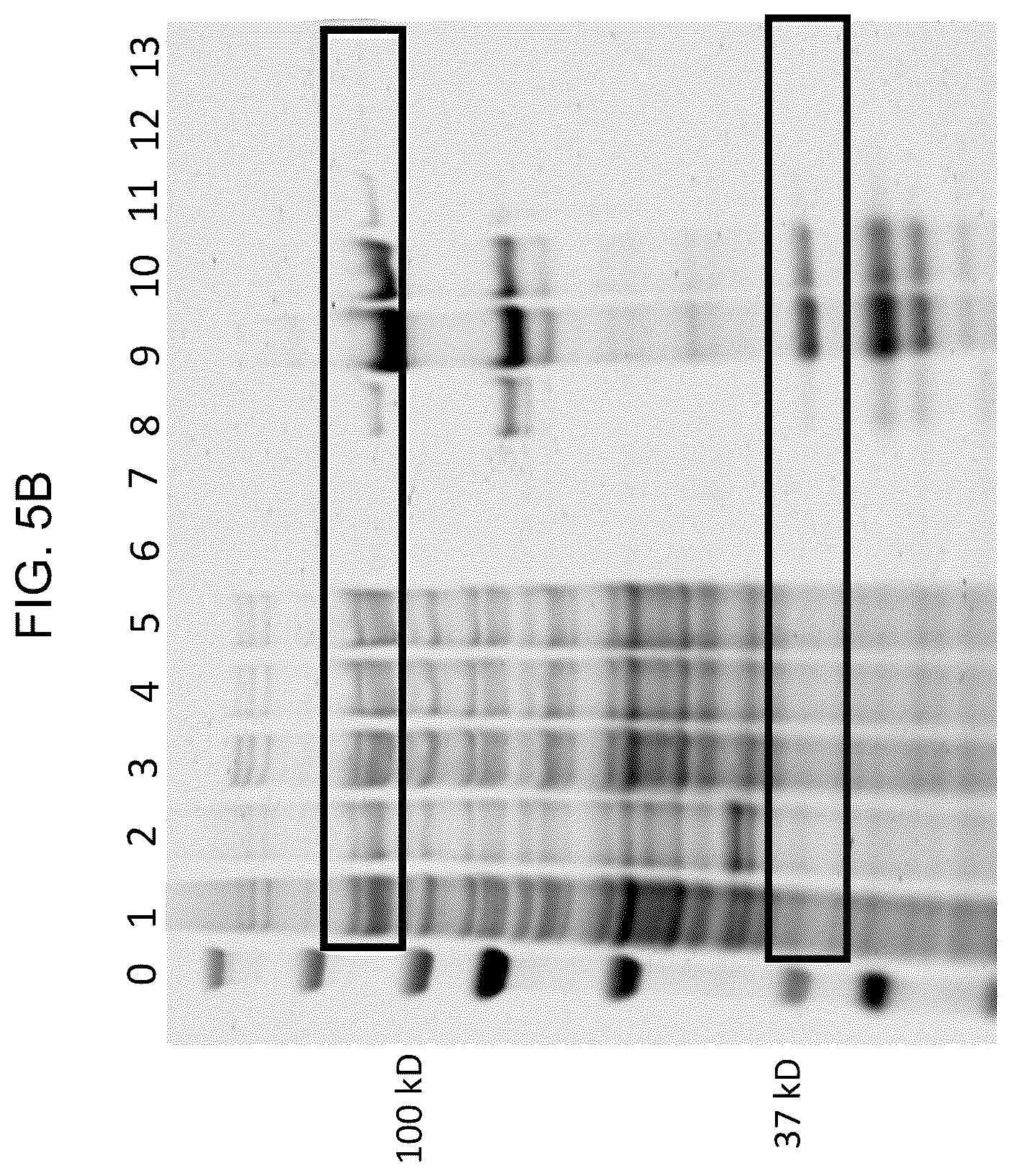Patent US12448638 Figure 9 – Enzyme based system for production of messenger RNA with increased transfection efficiency