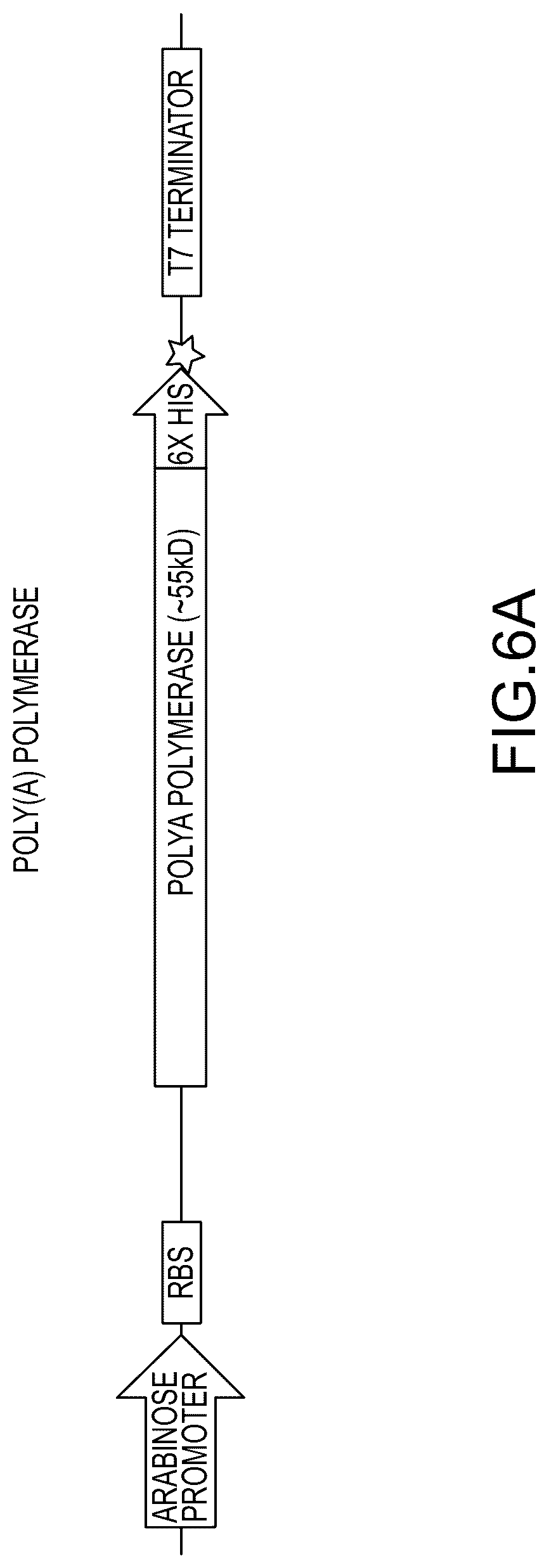 Patent US12448638 Figure 10 – Enzyme based system for production of messenger RNA with increased transfection efficiency
