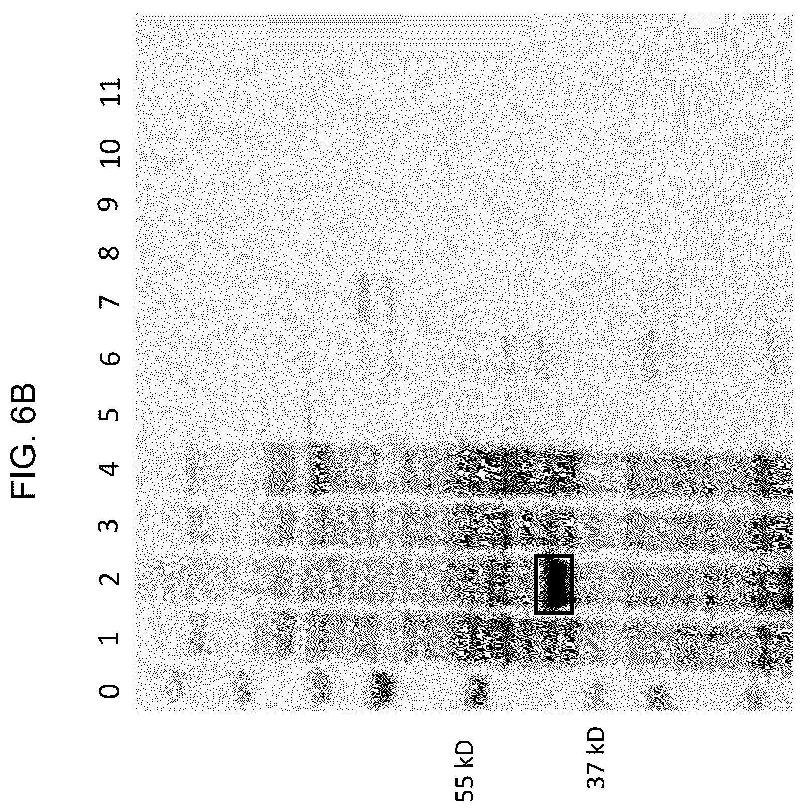 Patent US12448638 Figure 11 – Enzyme based system for production of messenger RNA with increased transfection efficiency