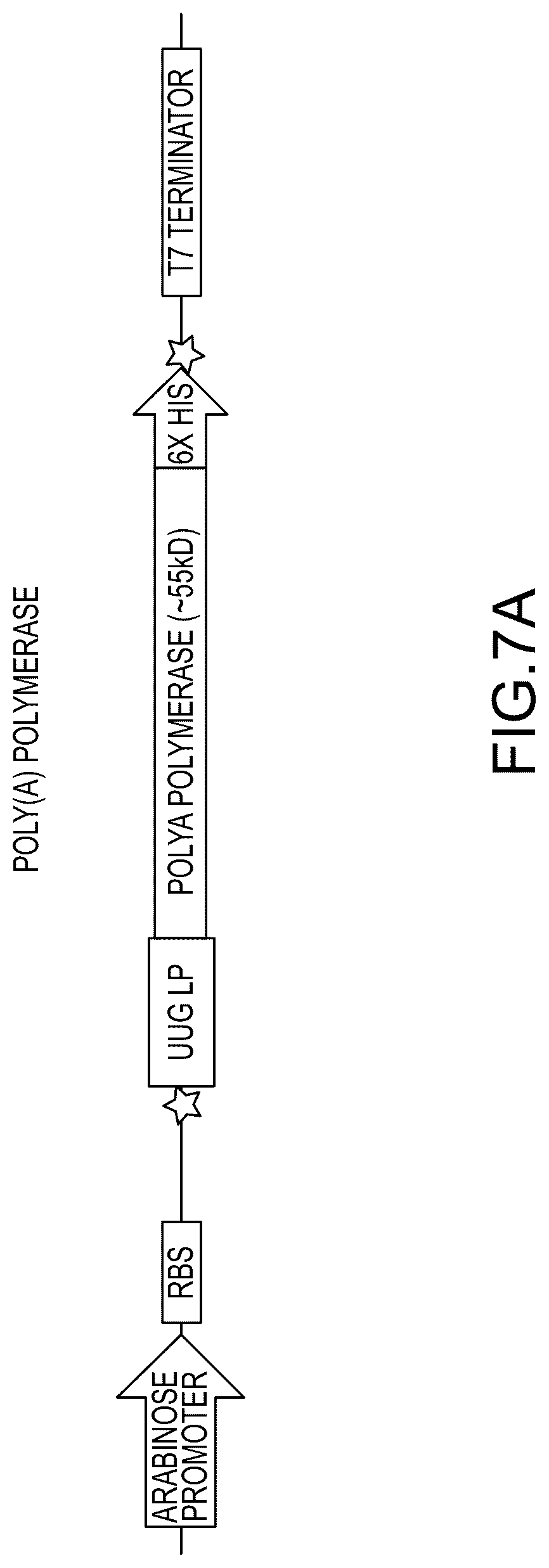 Patent US12448638 Figure 12 – Enzyme based system for production of messenger RNA with increased transfection efficiency